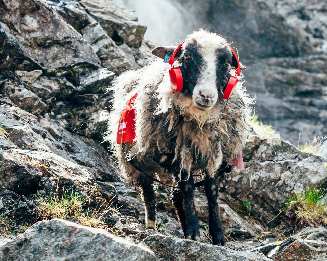 arctic circle, sheep, norway, quiet country, summer