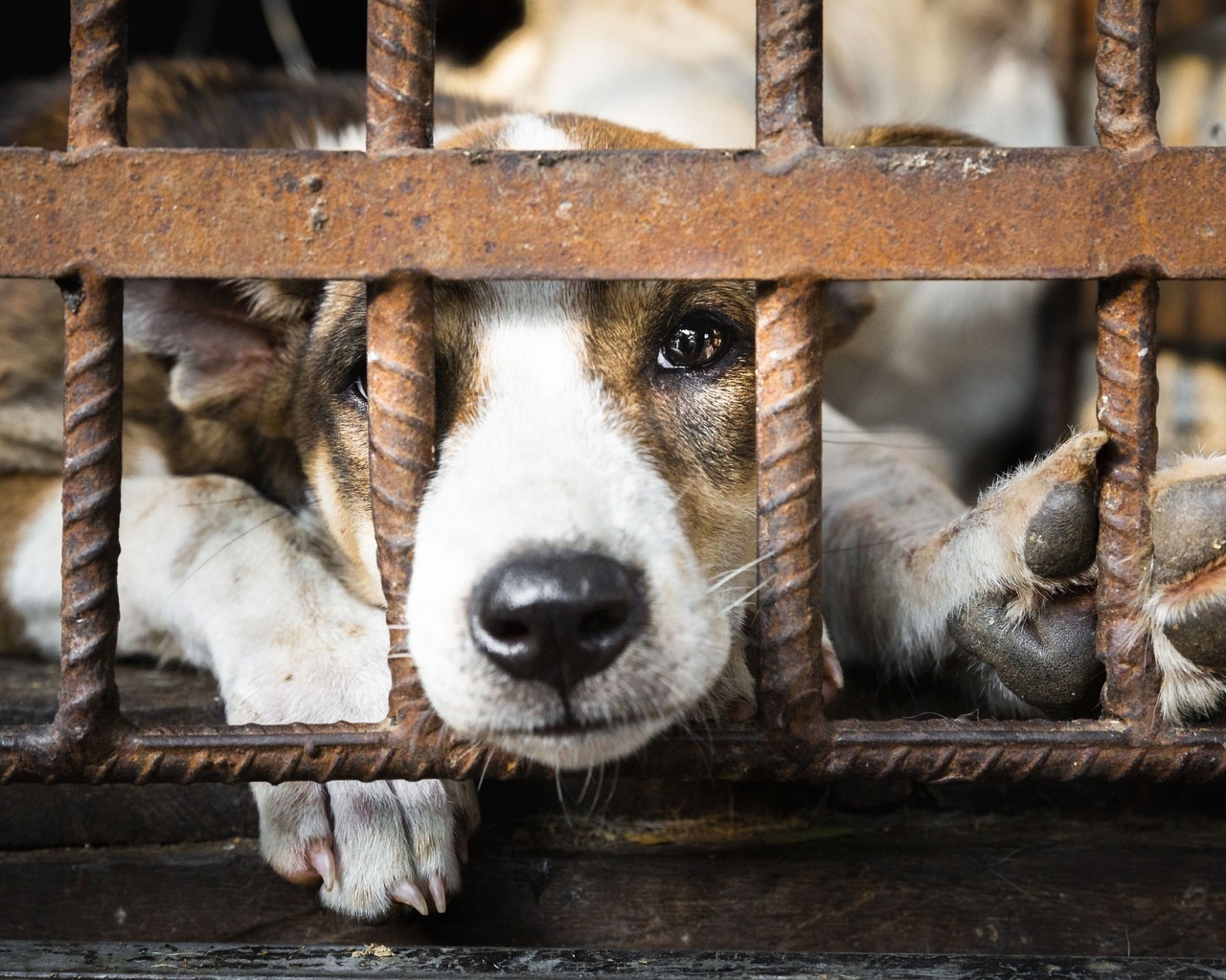 dog, cage, freedom