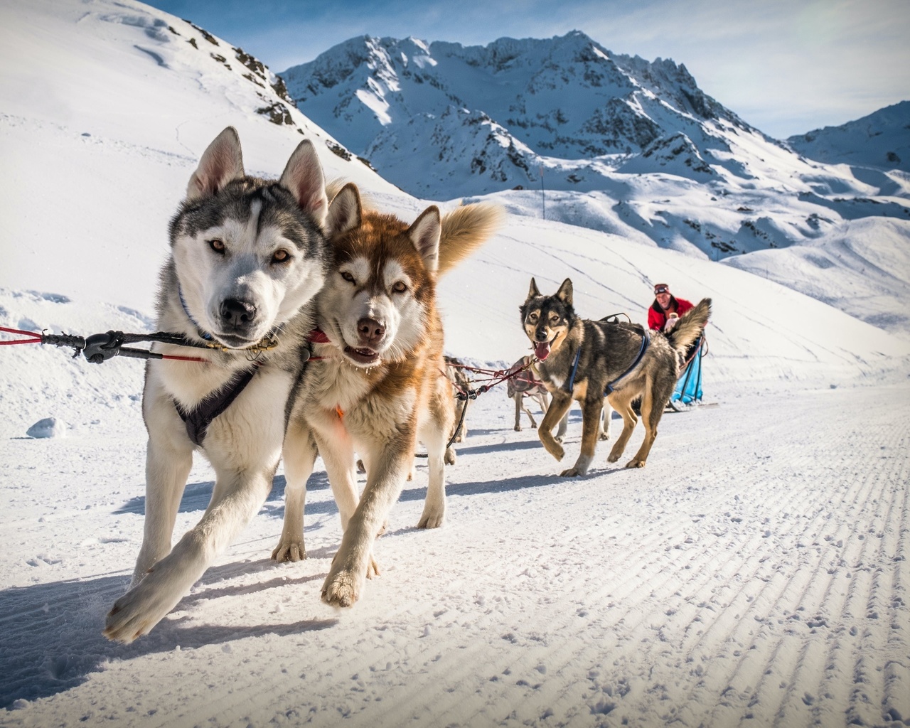 sled dogs, val thorens, france, alps, ski resort