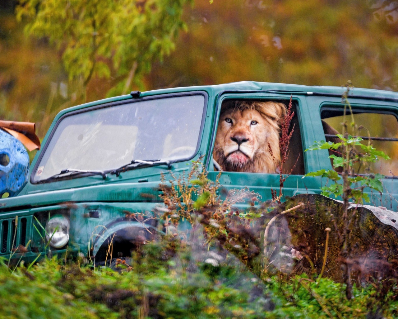 jeep, lion in a car, switzerland, zumba, safari park, siky park