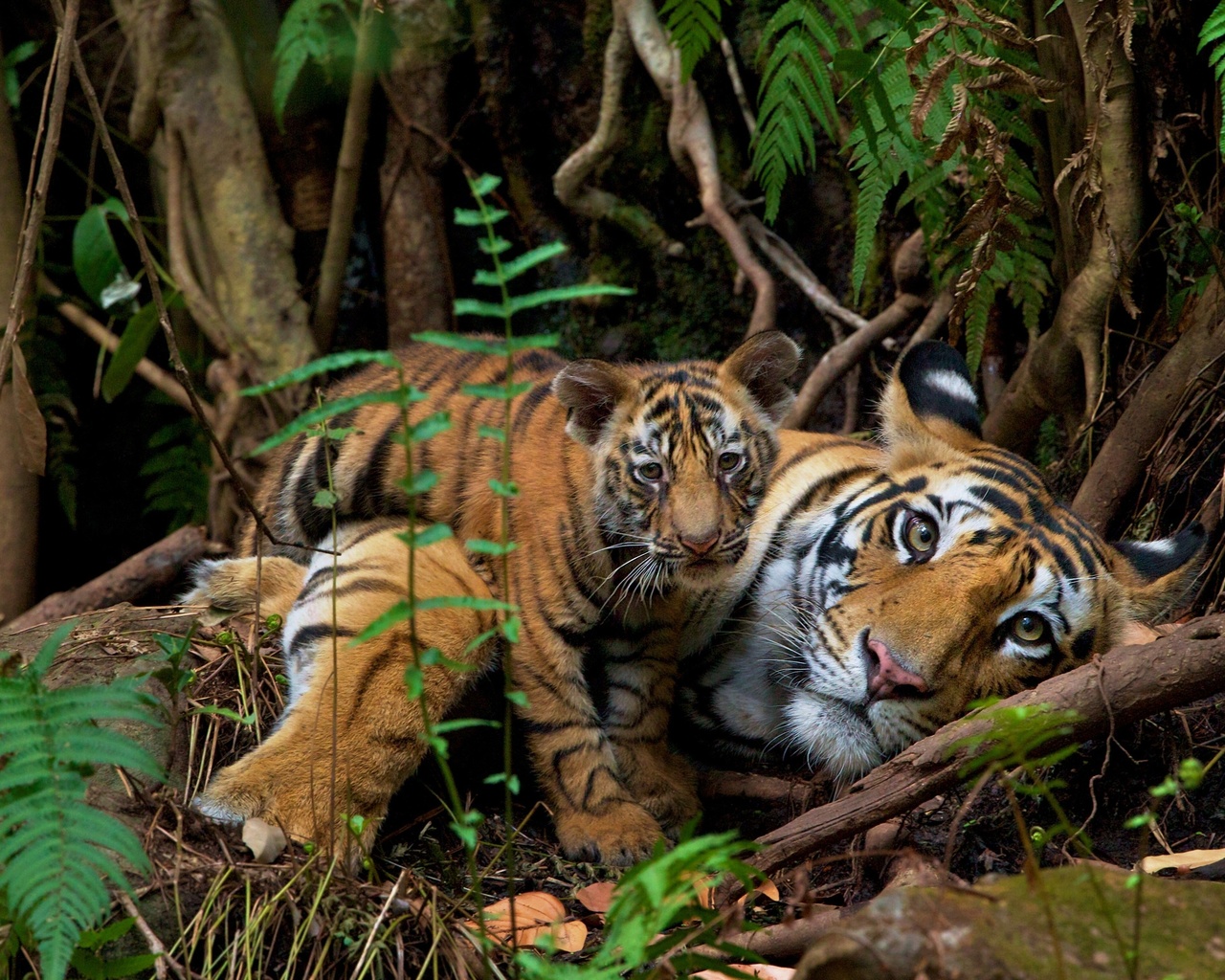 endangered animals, nepal, wild bengal tigers