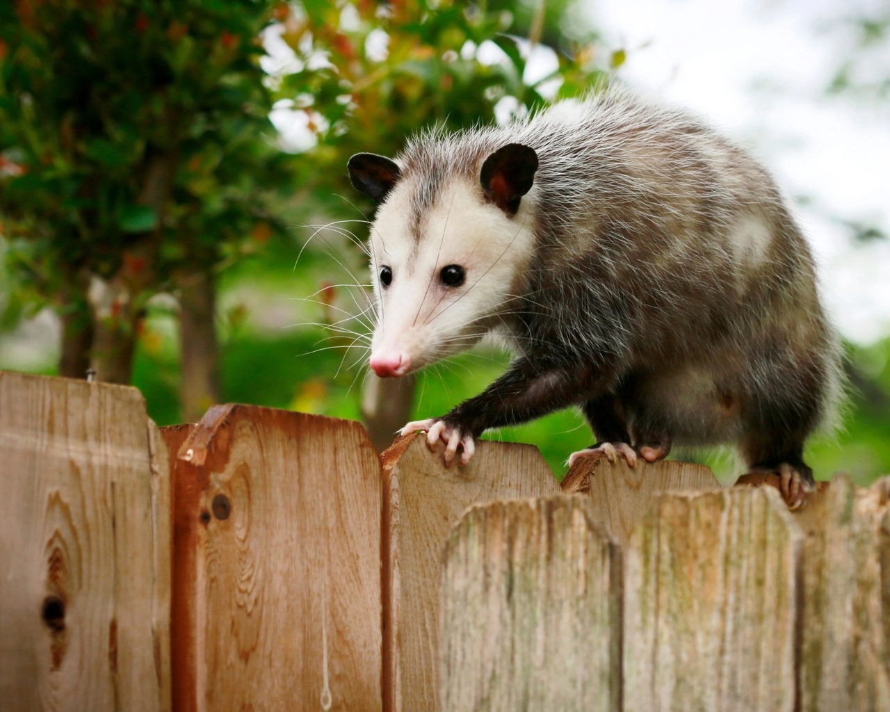 texas, opossum, small marsupial, fence