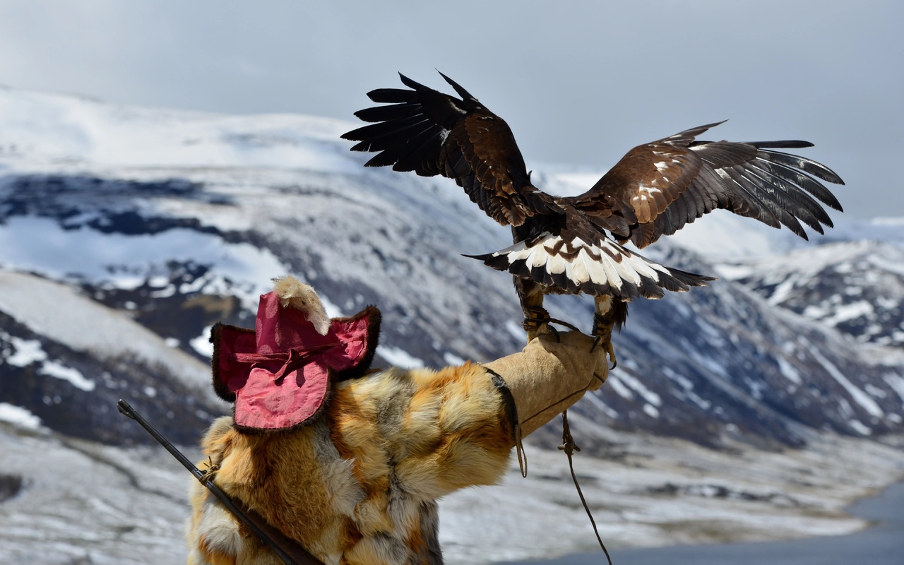 mongolia, altai, nomad, eagle hunter