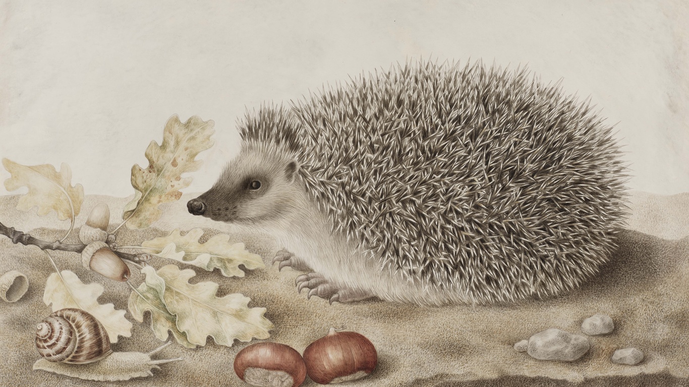 giovanna garzoni, italian baroque, a hedgehog in a landscape, ежик на фоне пейзажа, джованна гарцони