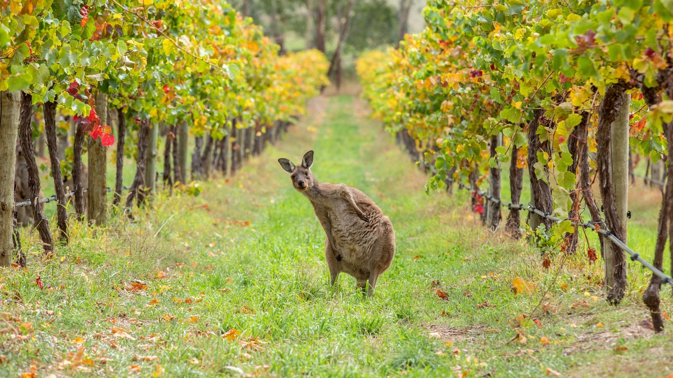 kangaroo, barossa valley, wildlife amongst the vines, australia