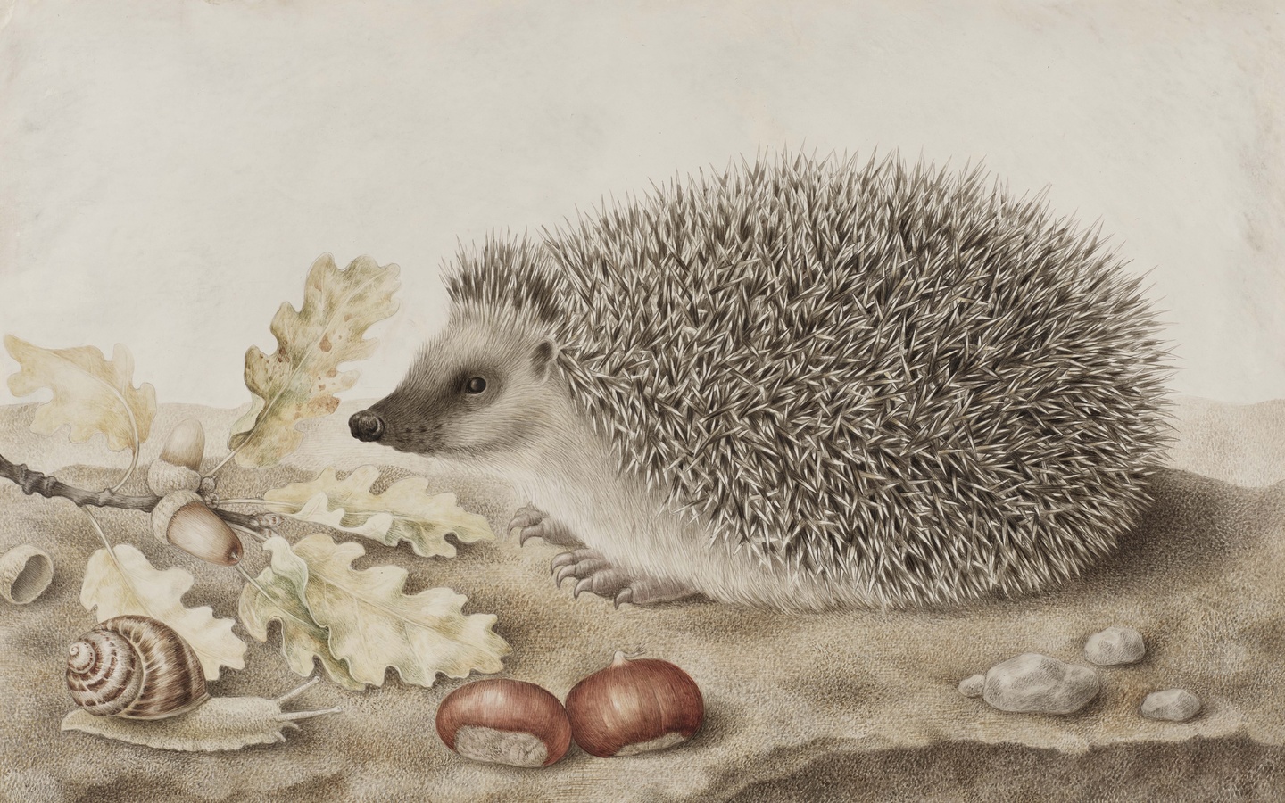 giovanna garzoni, italian baroque, a hedgehog in a landscape,    ,  