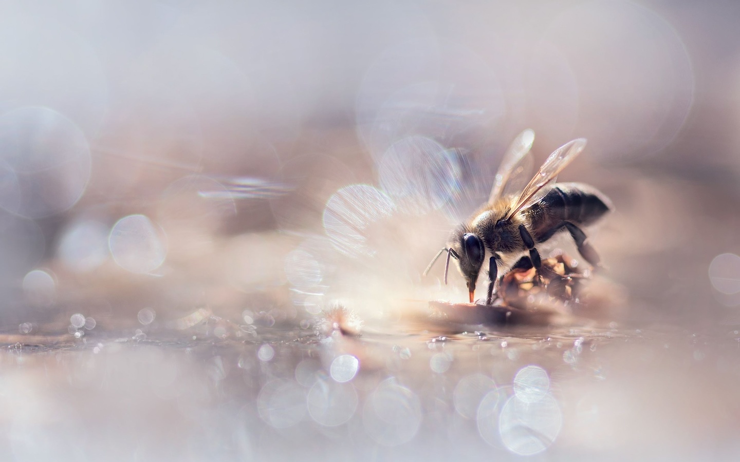 autumn scenes, bee, food among bokeh