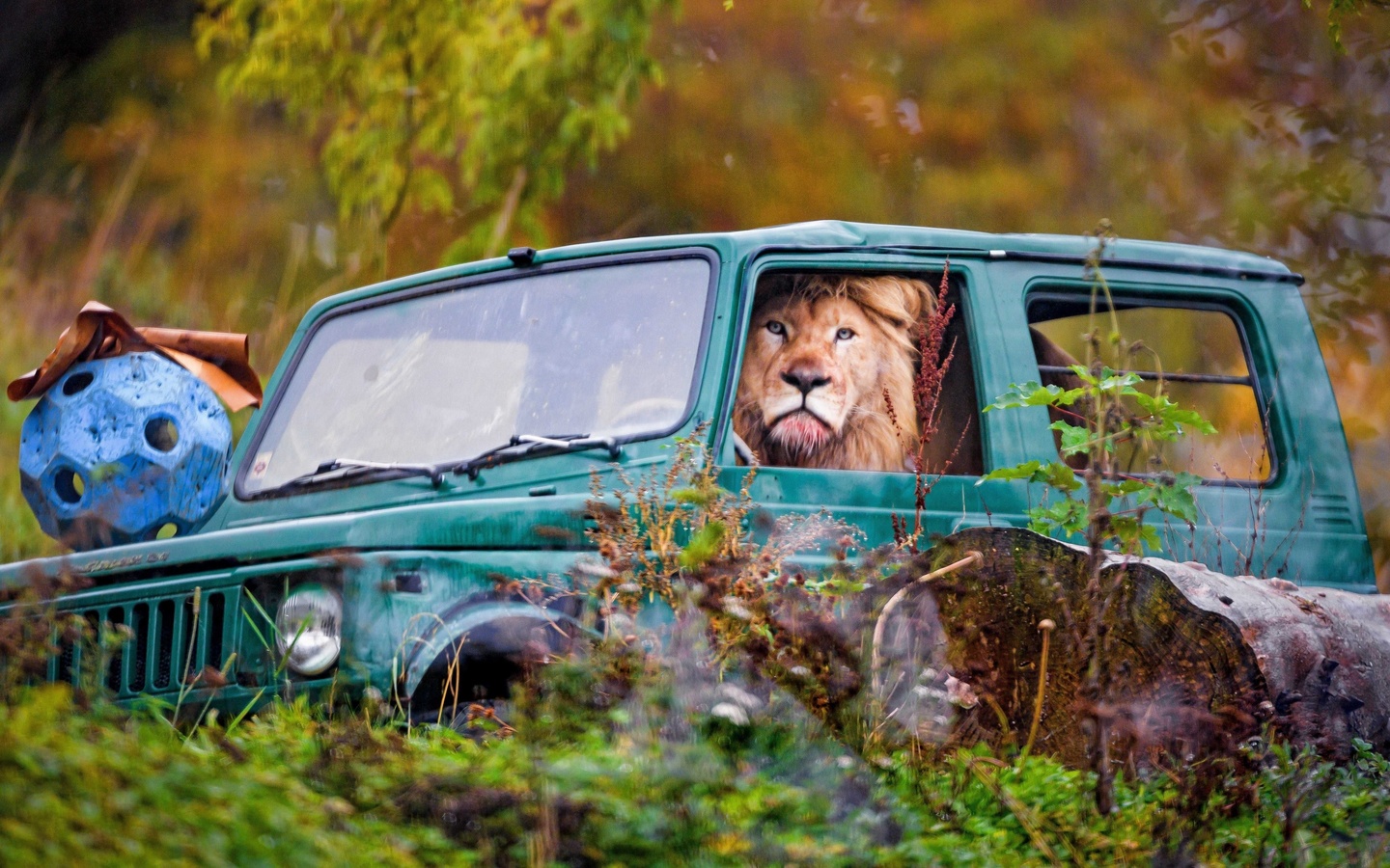jeep, lion in a car, switzerland, zumba, safari park, siky park