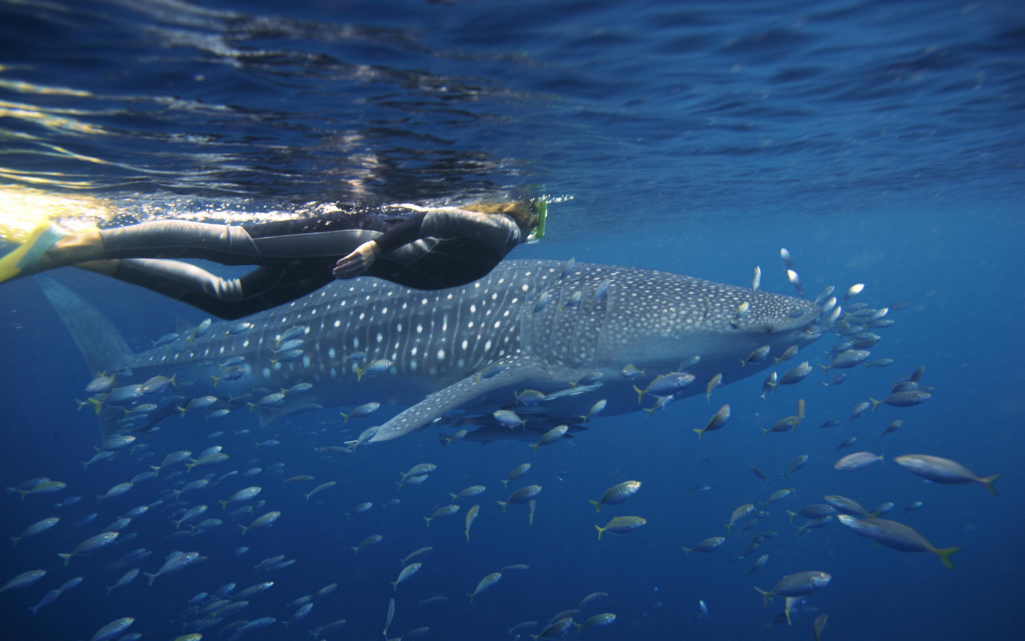 whale shark, ningaloo reef, western australia