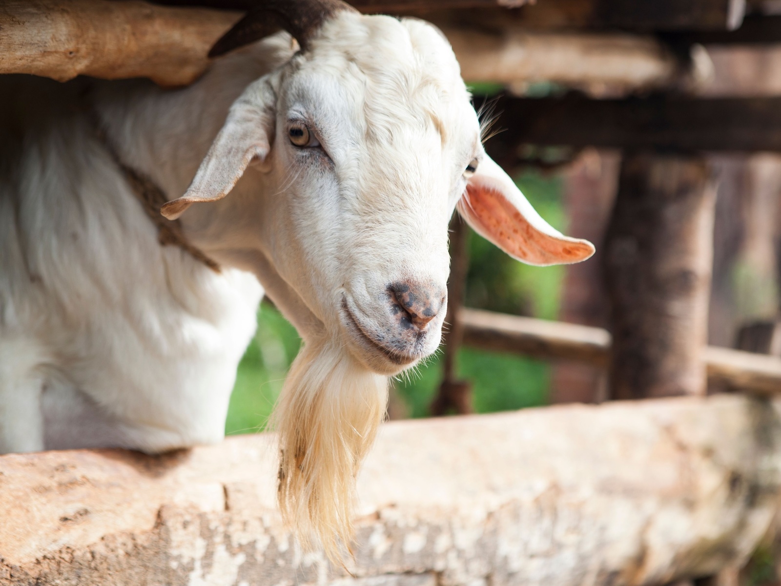 animal, uganda, goat