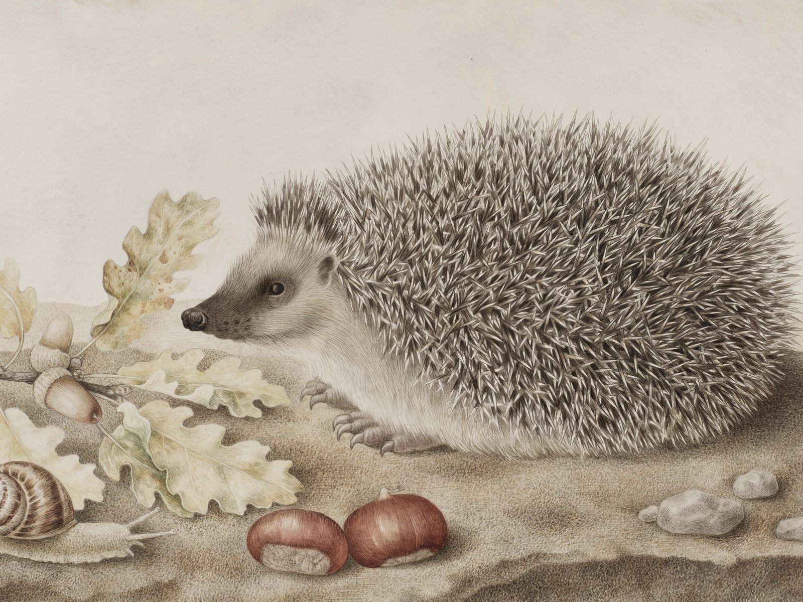 giovanna garzoni, italian baroque, a hedgehog in a landscape,    ,  