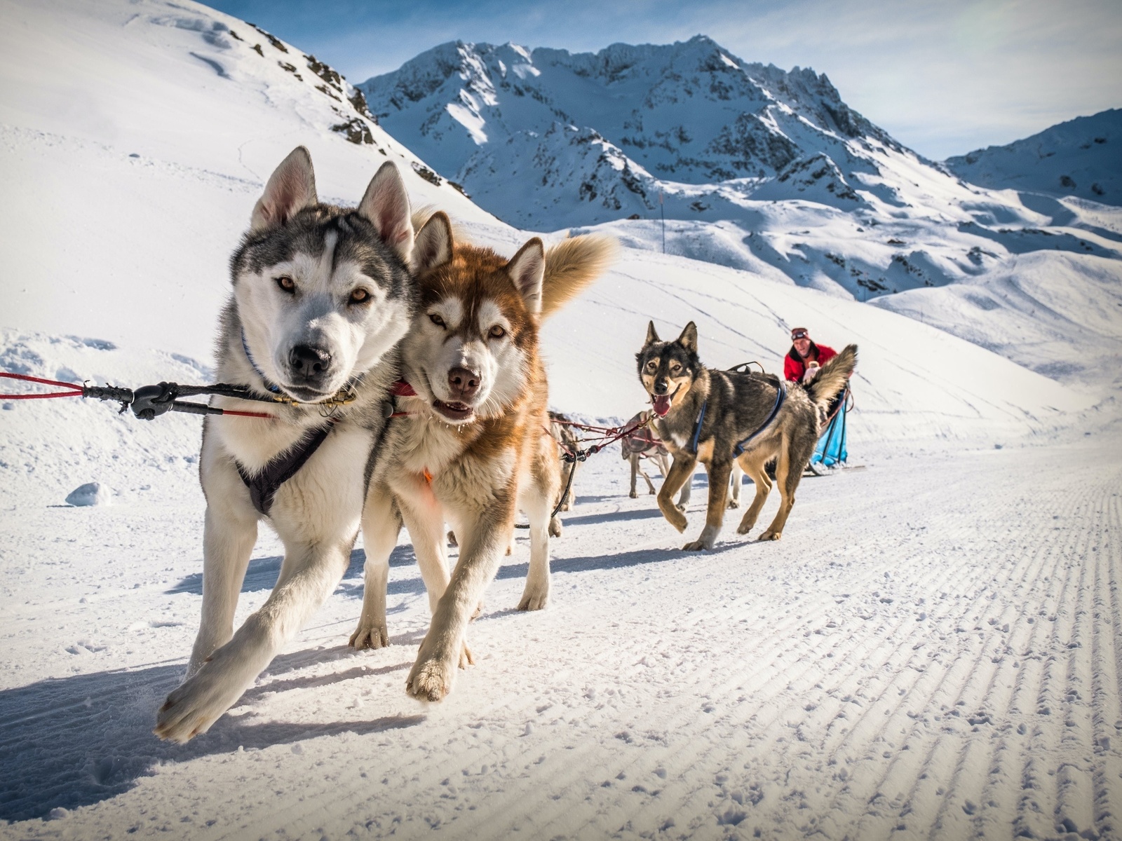 sled dogs, val thorens, france, alps, ski resort