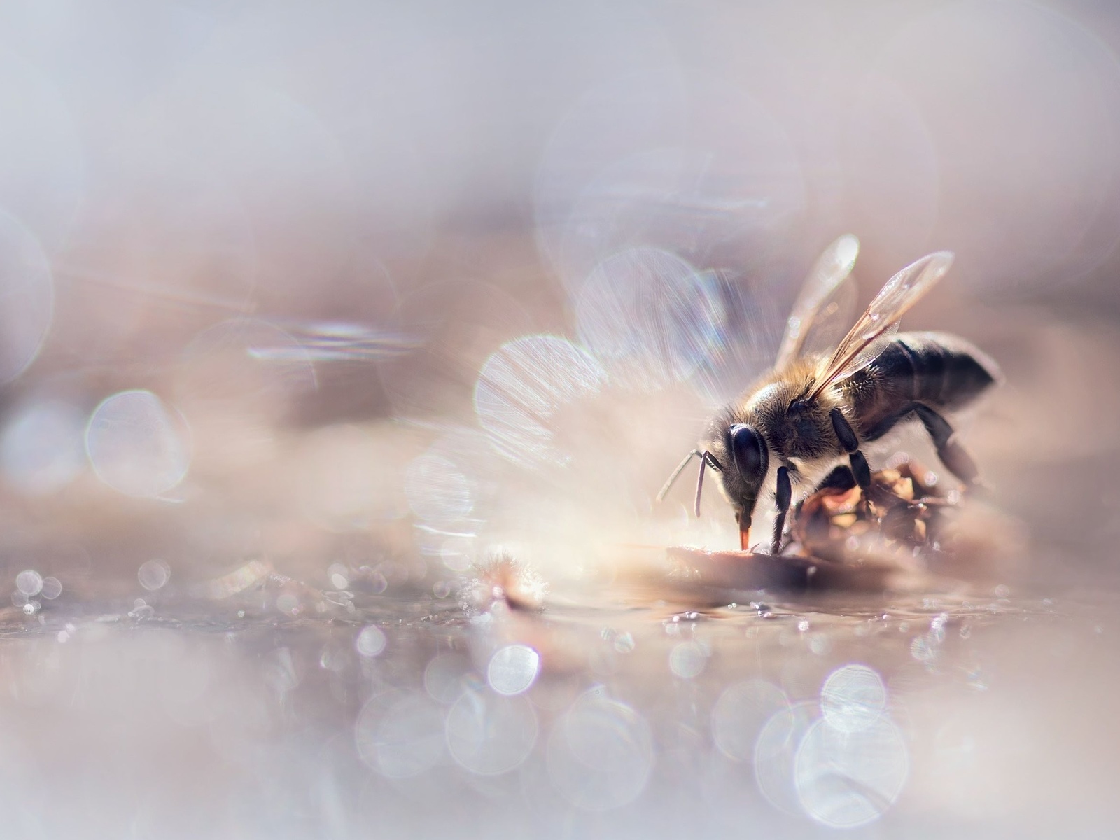 autumn scenes, bee, food among bokeh