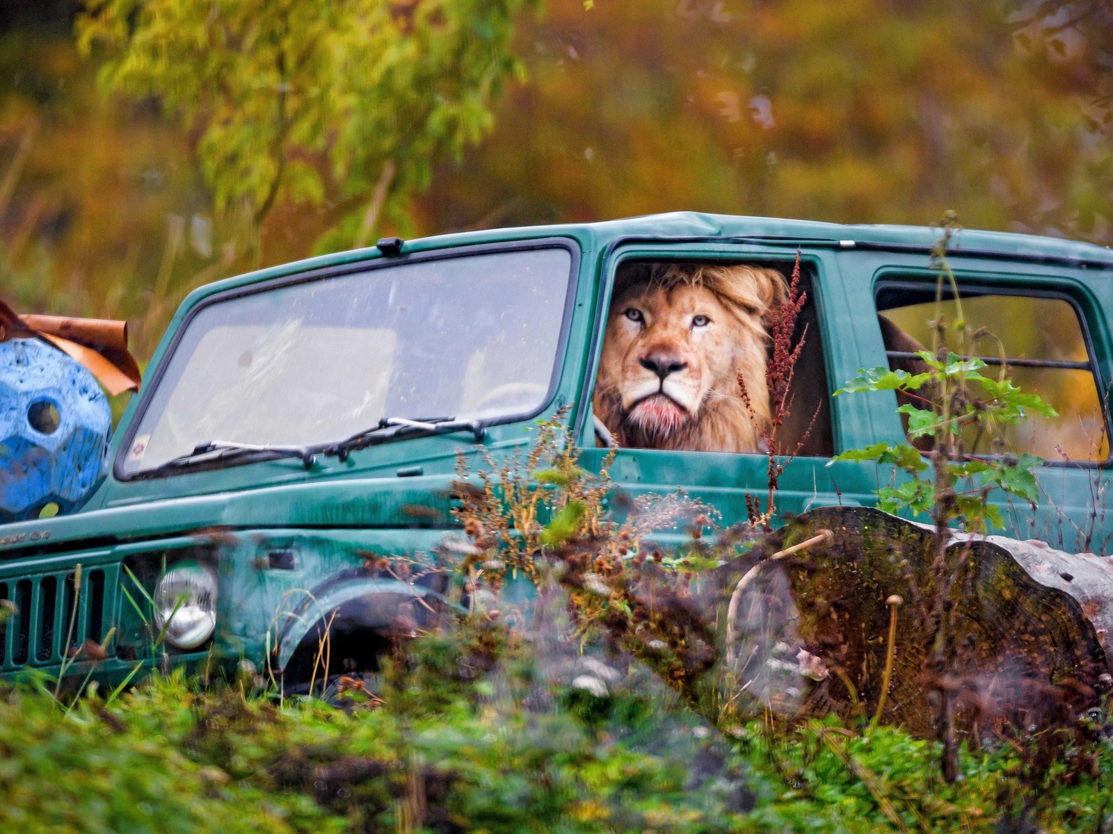 jeep, lion in a car, switzerland, zumba, safari park, siky park