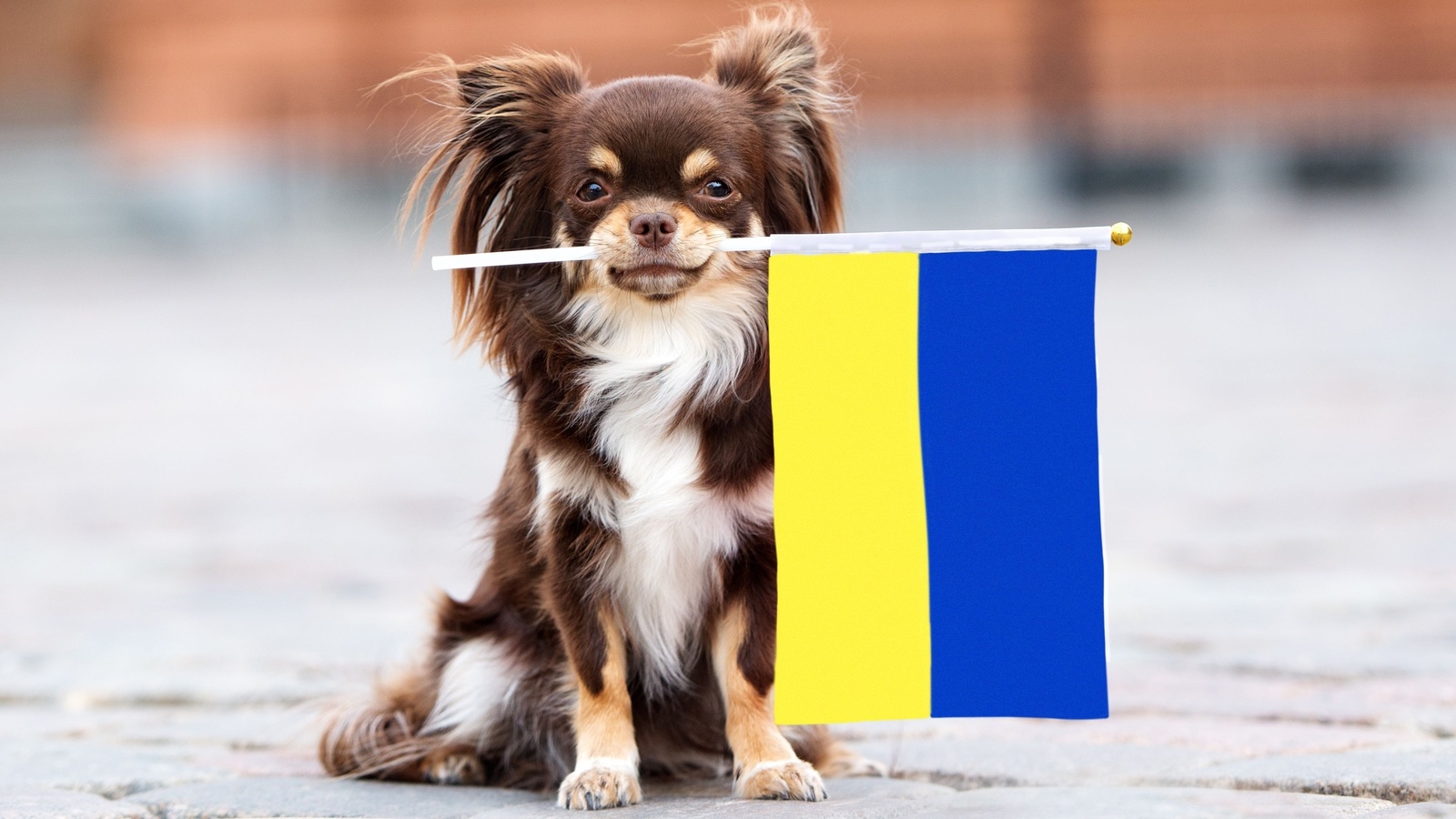 ukraine flag, animal, war, ukraine, freedom