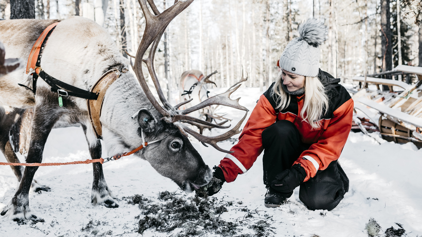 snowy forest, reindeer, nordic adventures, lapland safaris, finland