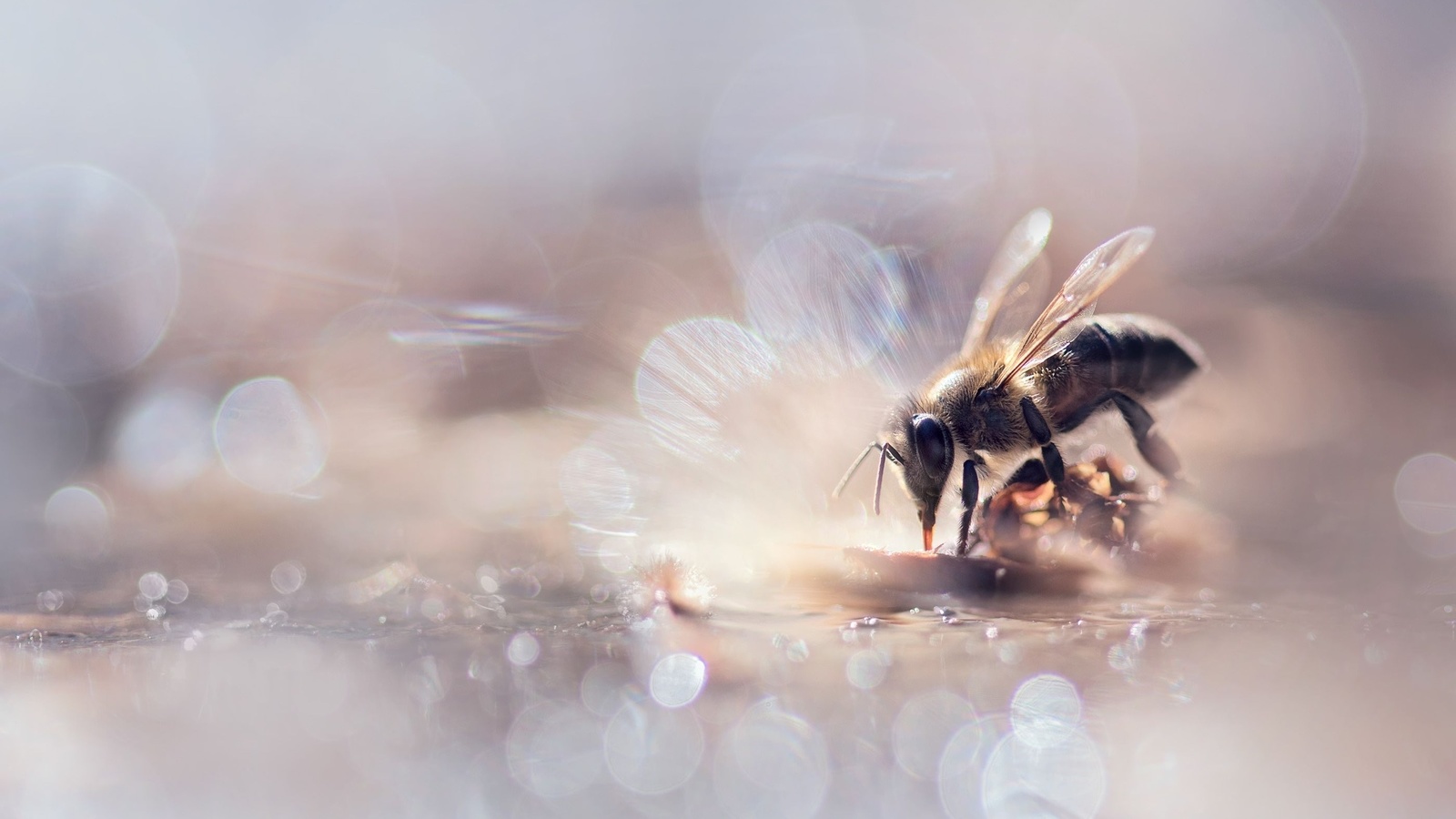 autumn scenes, bee, food among bokeh