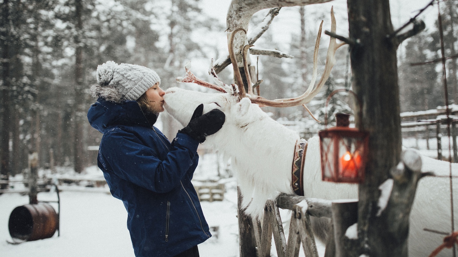 finland, lapland, lake inari, reindeer farm