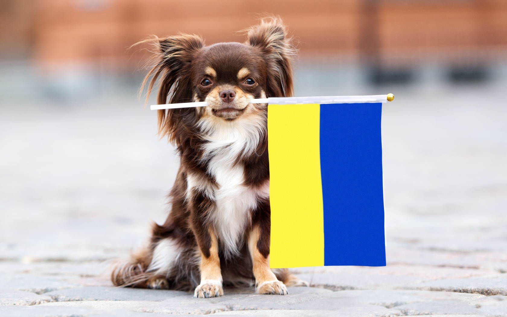 ukraine flag, animal, war, ukraine, freedom