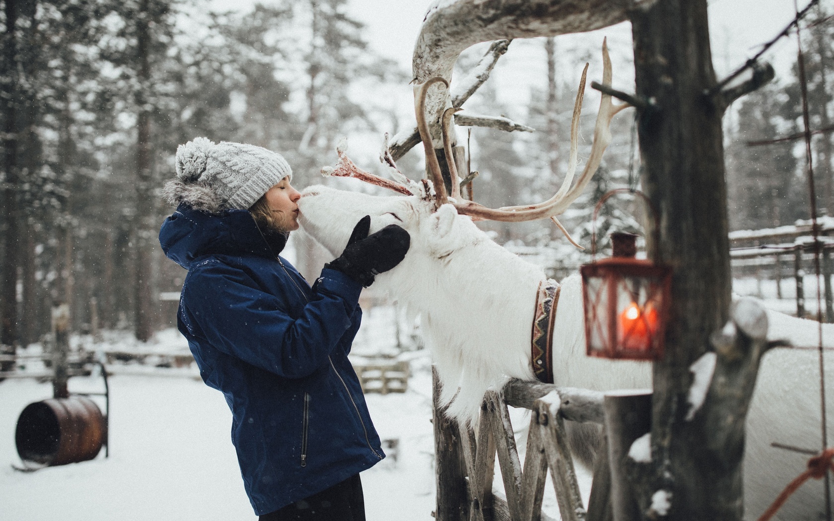 finland, lapland, lake inari, reindeer farm