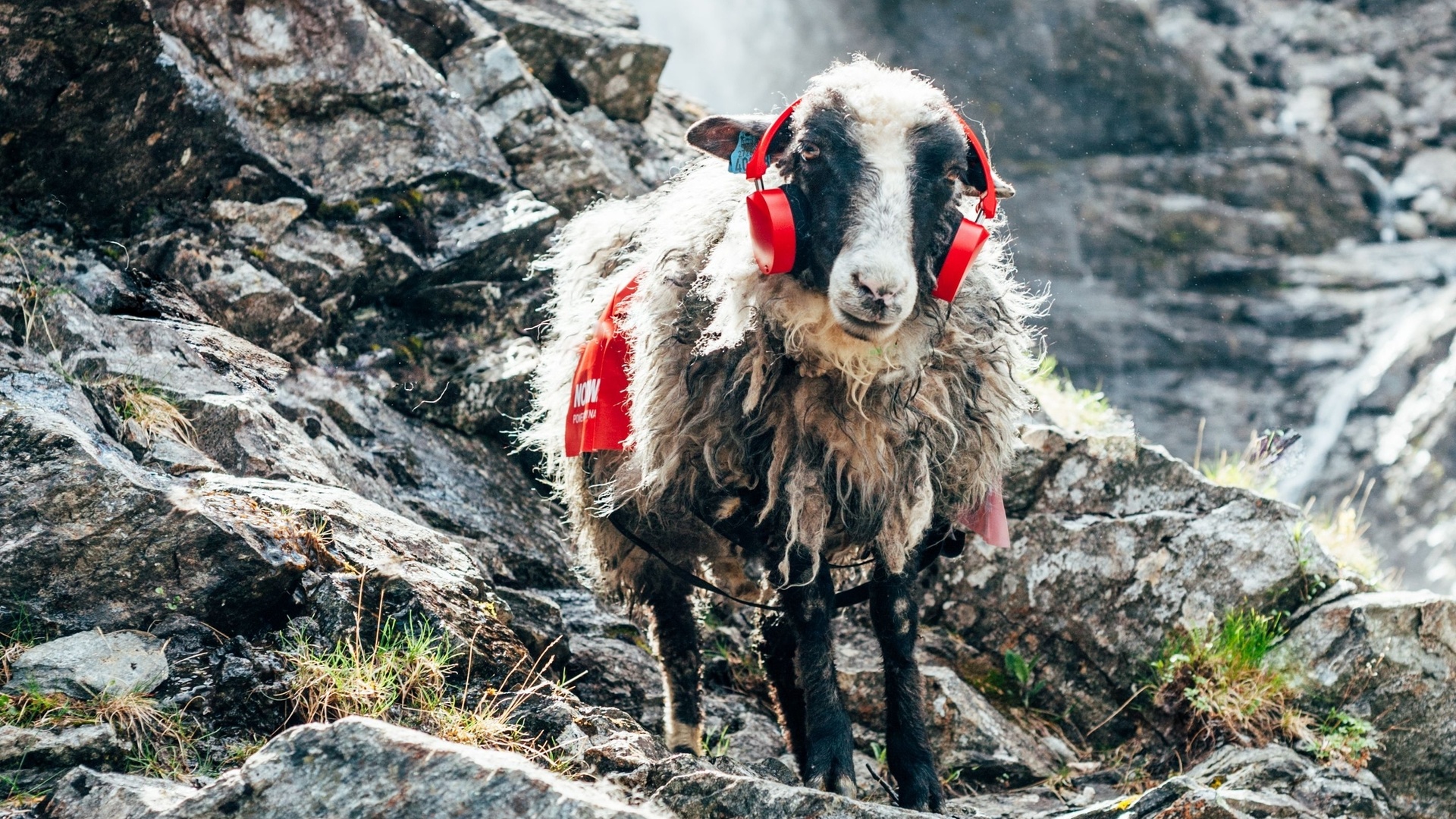 arctic circle, sheep, norway, quiet country, summer