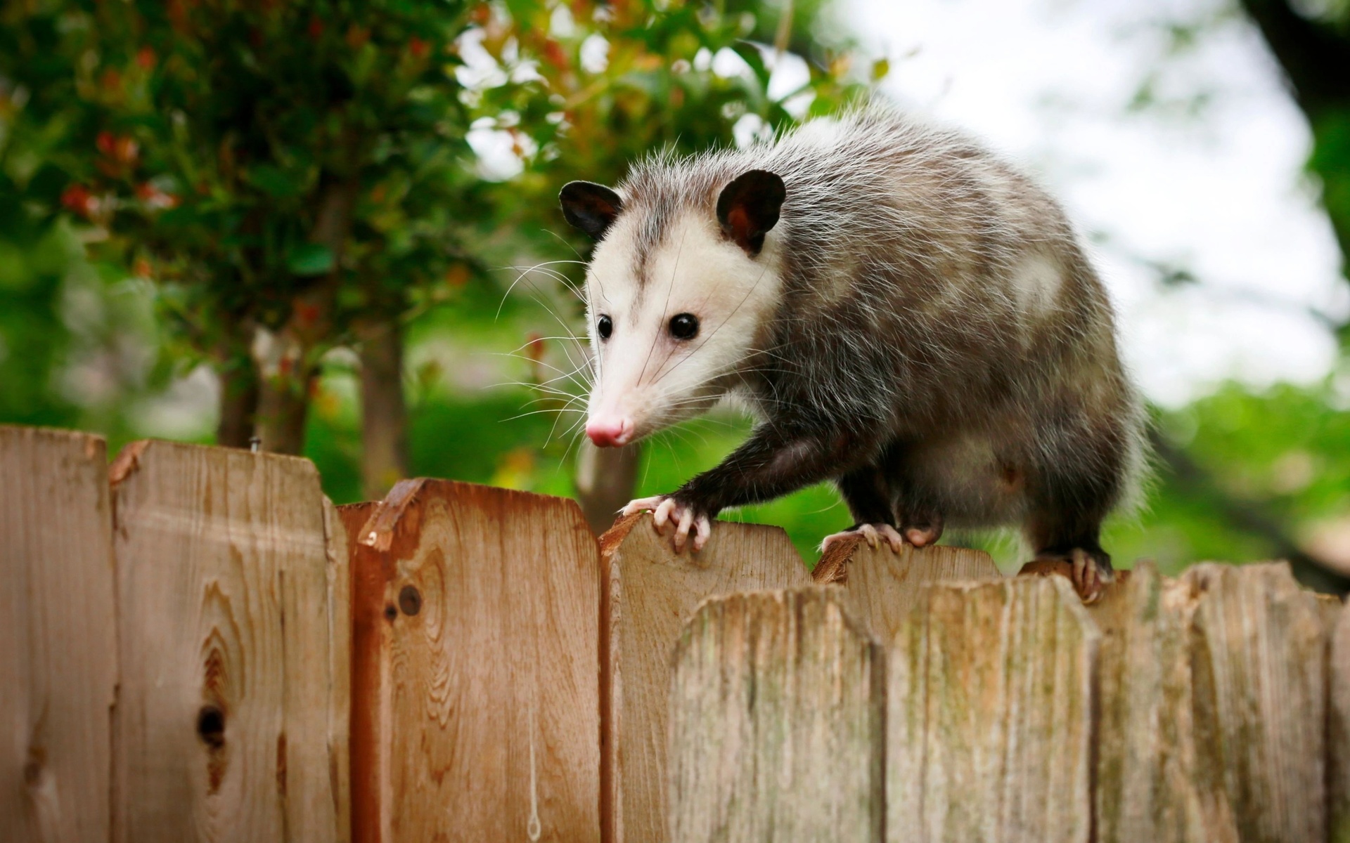texas, opossum, small marsupial, fence