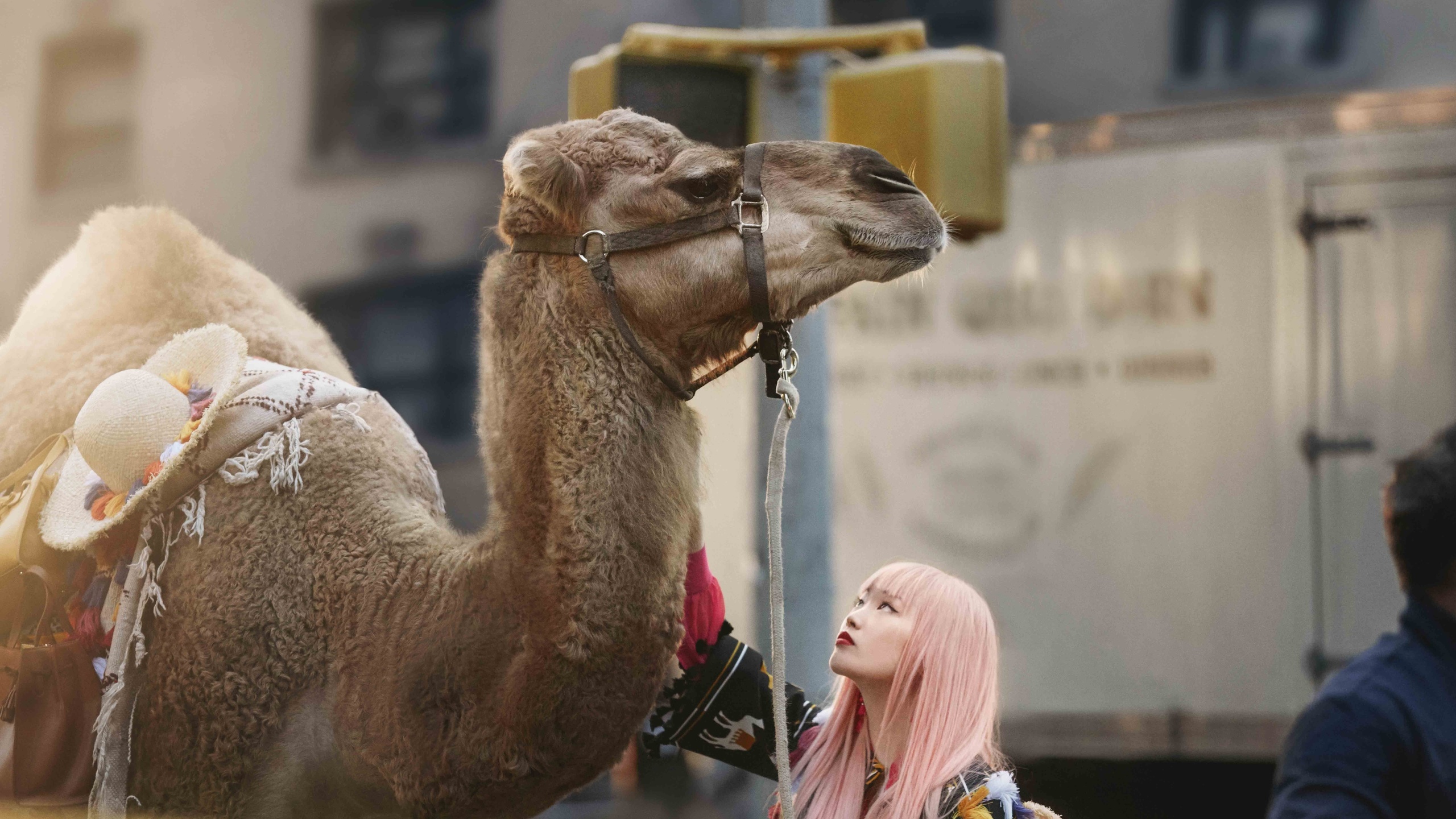 camel, new york, kate spade new york summer 2017 ad campaign, fernanda ly