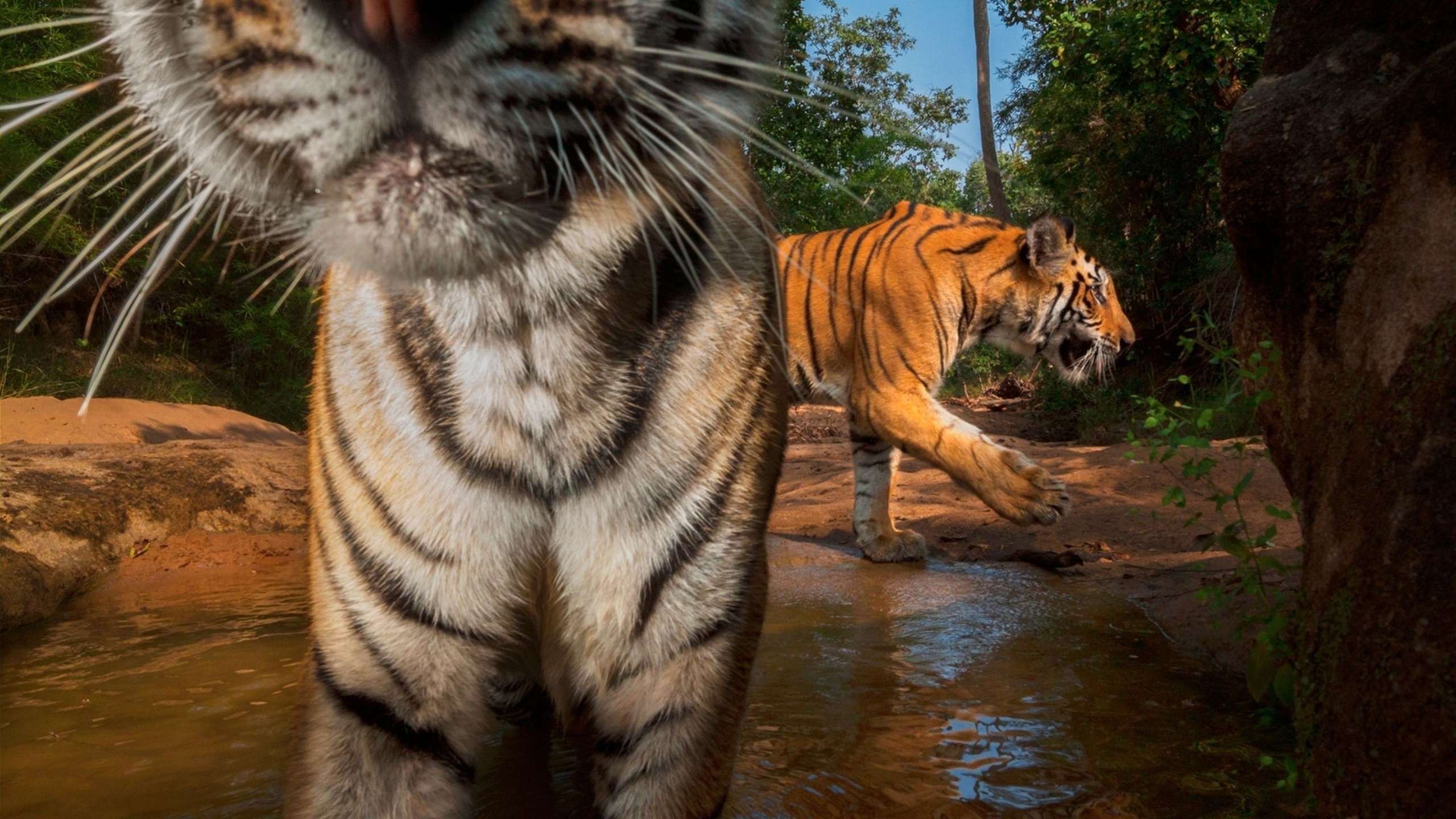 endangered animals, nepal, wild bengal tigers