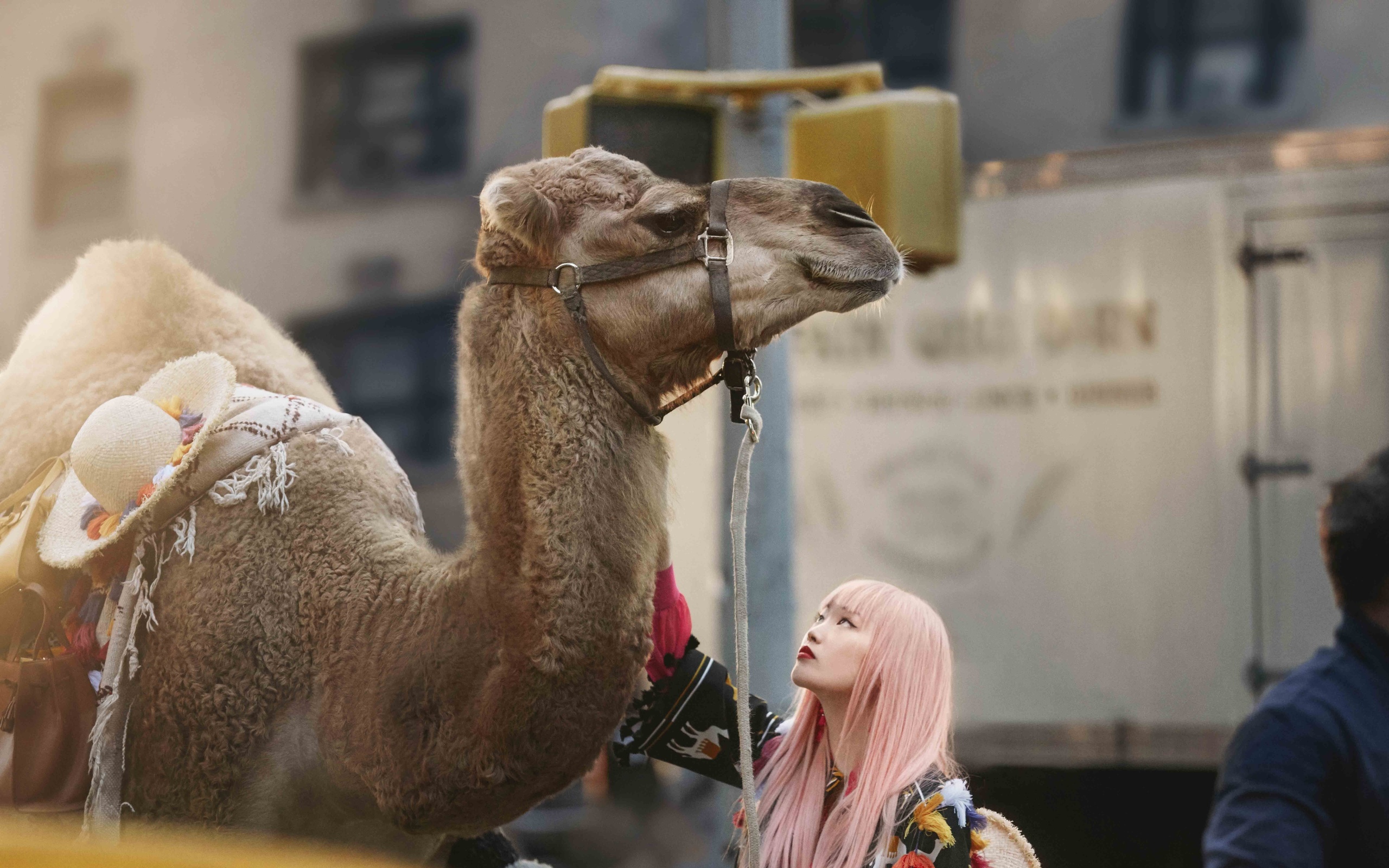 camel, new york, kate spade new york summer 2017 ad campaign, fernanda ly