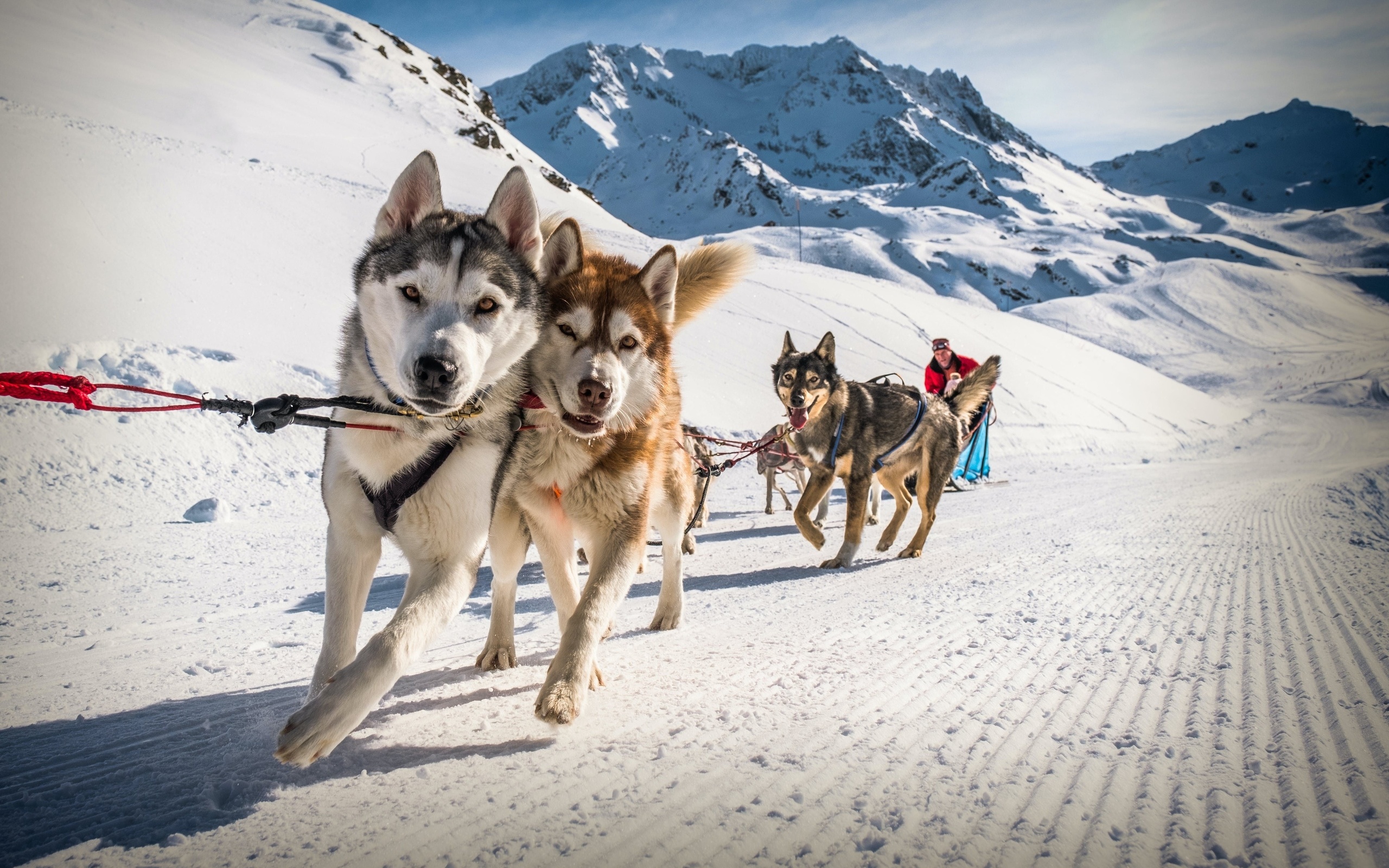 sled dogs, val thorens, france, alps, ski resort