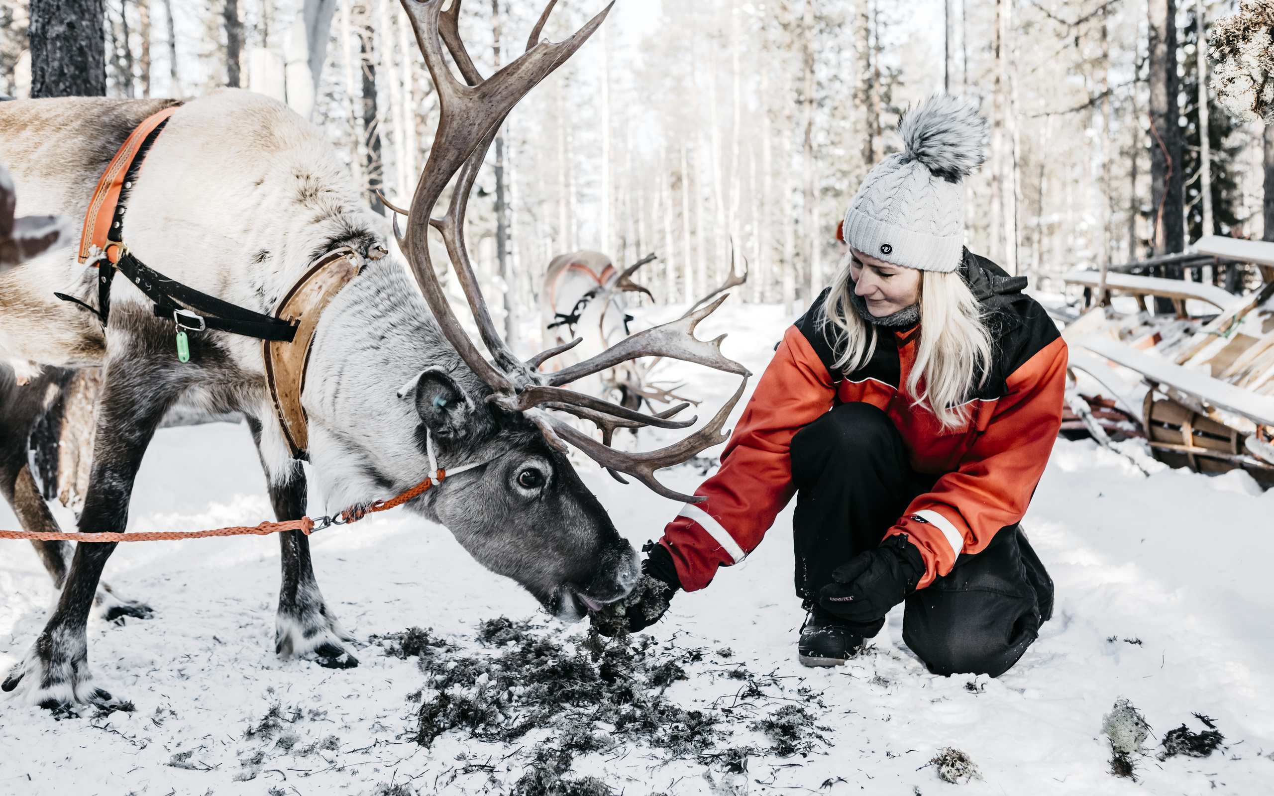 snowy forest, reindeer, nordic adventures, lapland safaris, finland