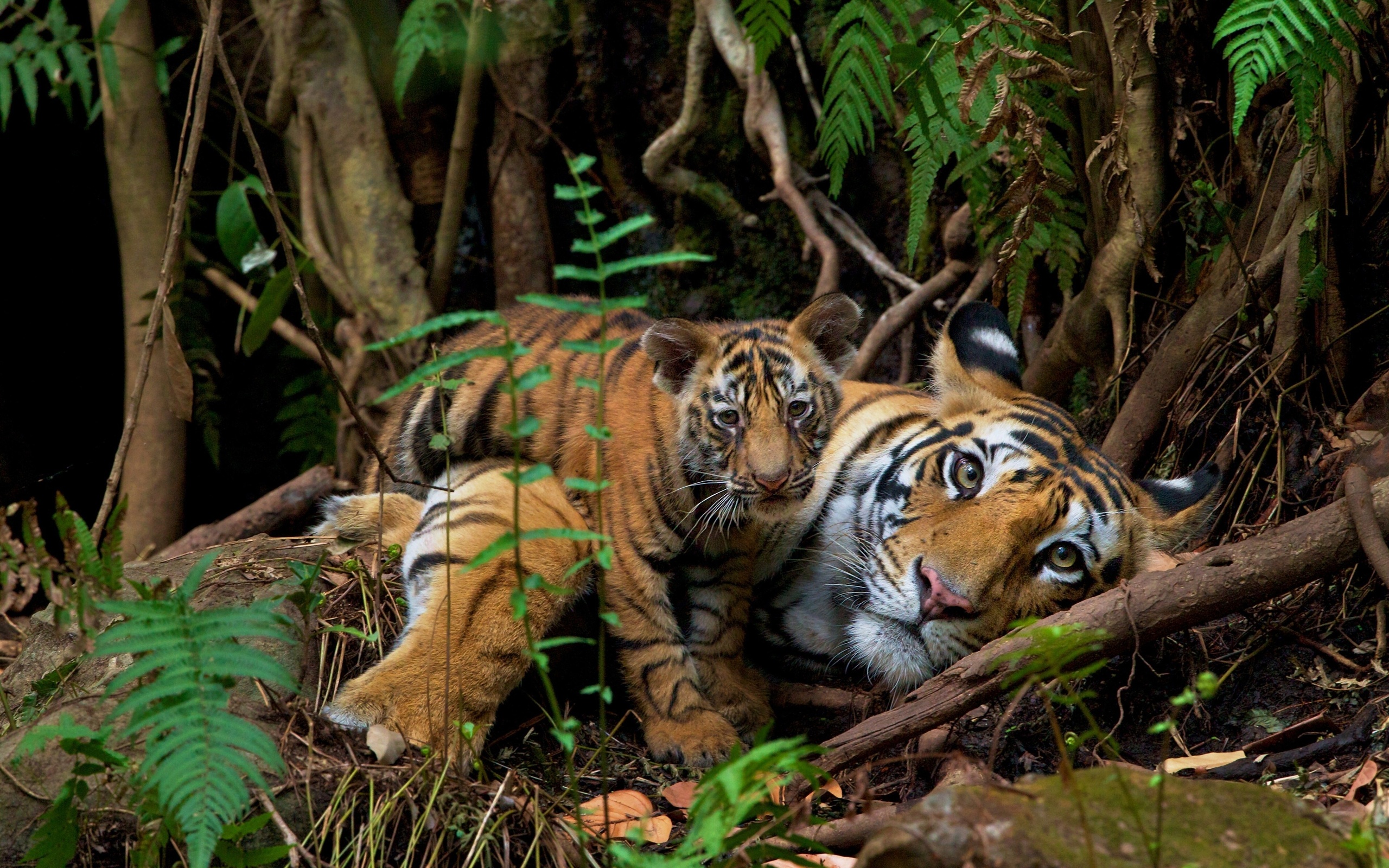 endangered animals, nepal, wild bengal tigers