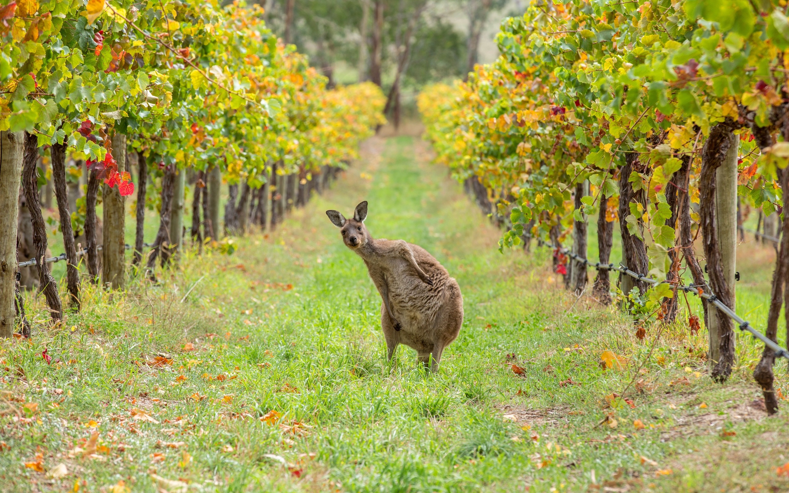 kangaroo, barossa valley, wildlife amongst the vines, australia