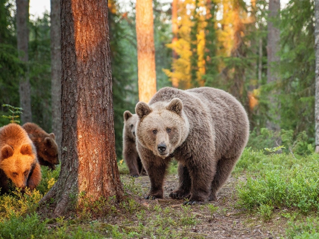 summer, european brown bears, nature, finland, travel, forest
