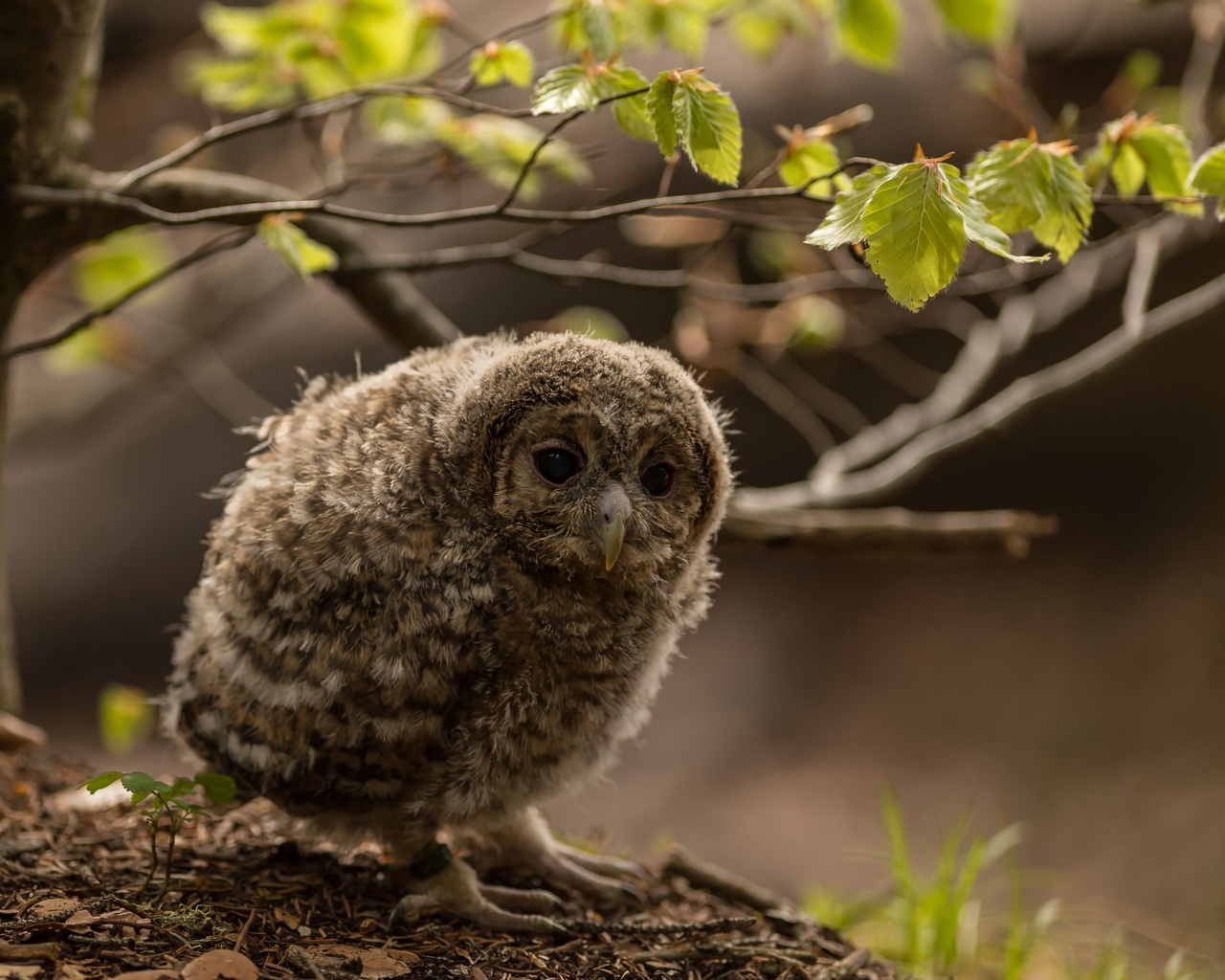 nature, french alps, little owl, animals