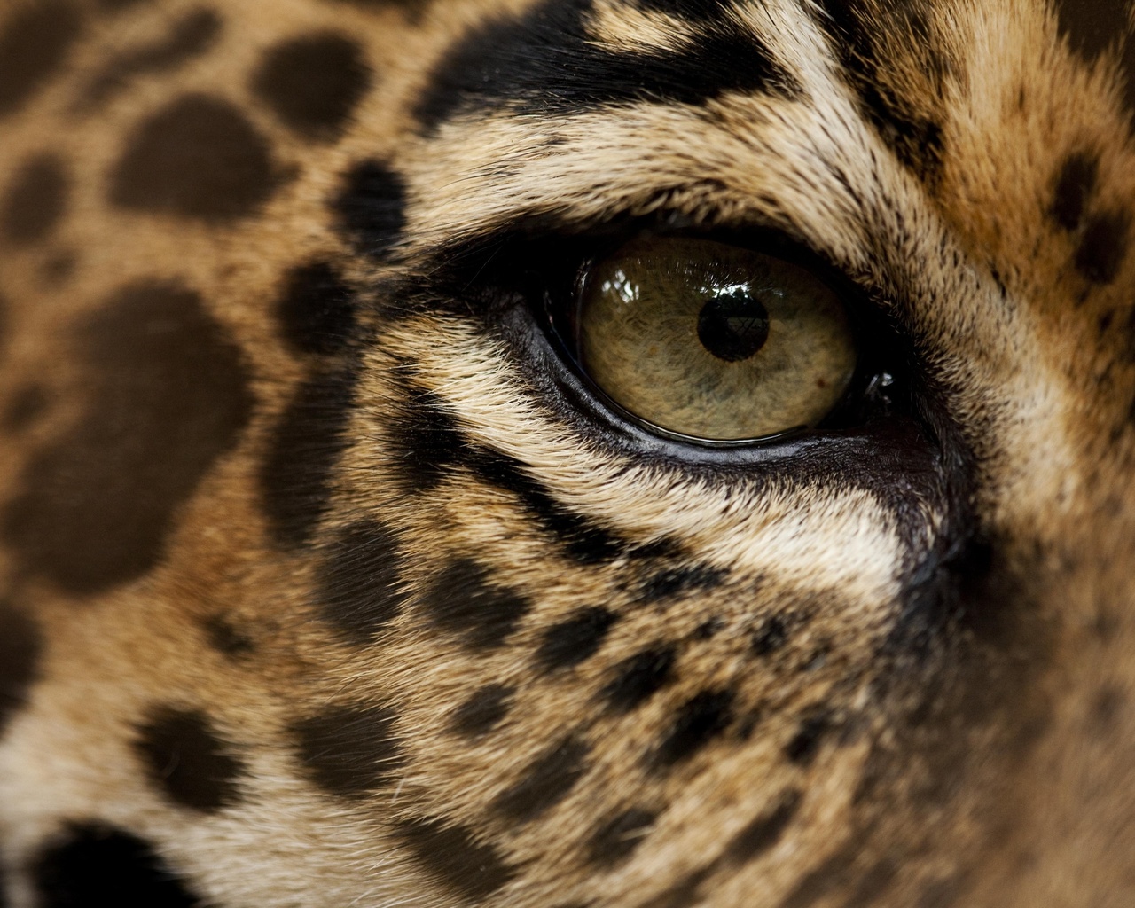 nature, eye, jaguar, animals