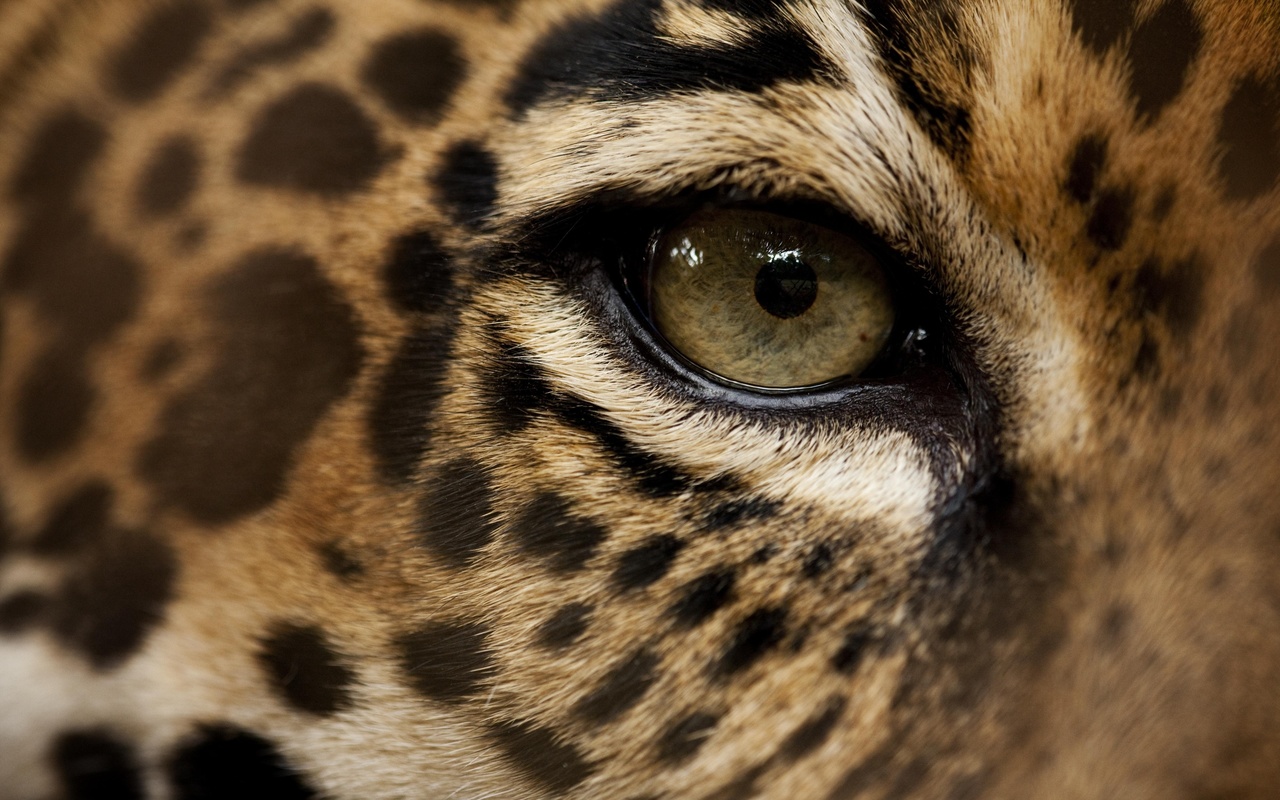 nature, eye, jaguar, animals