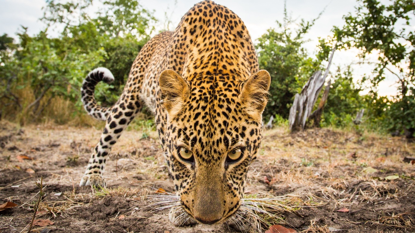 wildlife, leopard, west africa