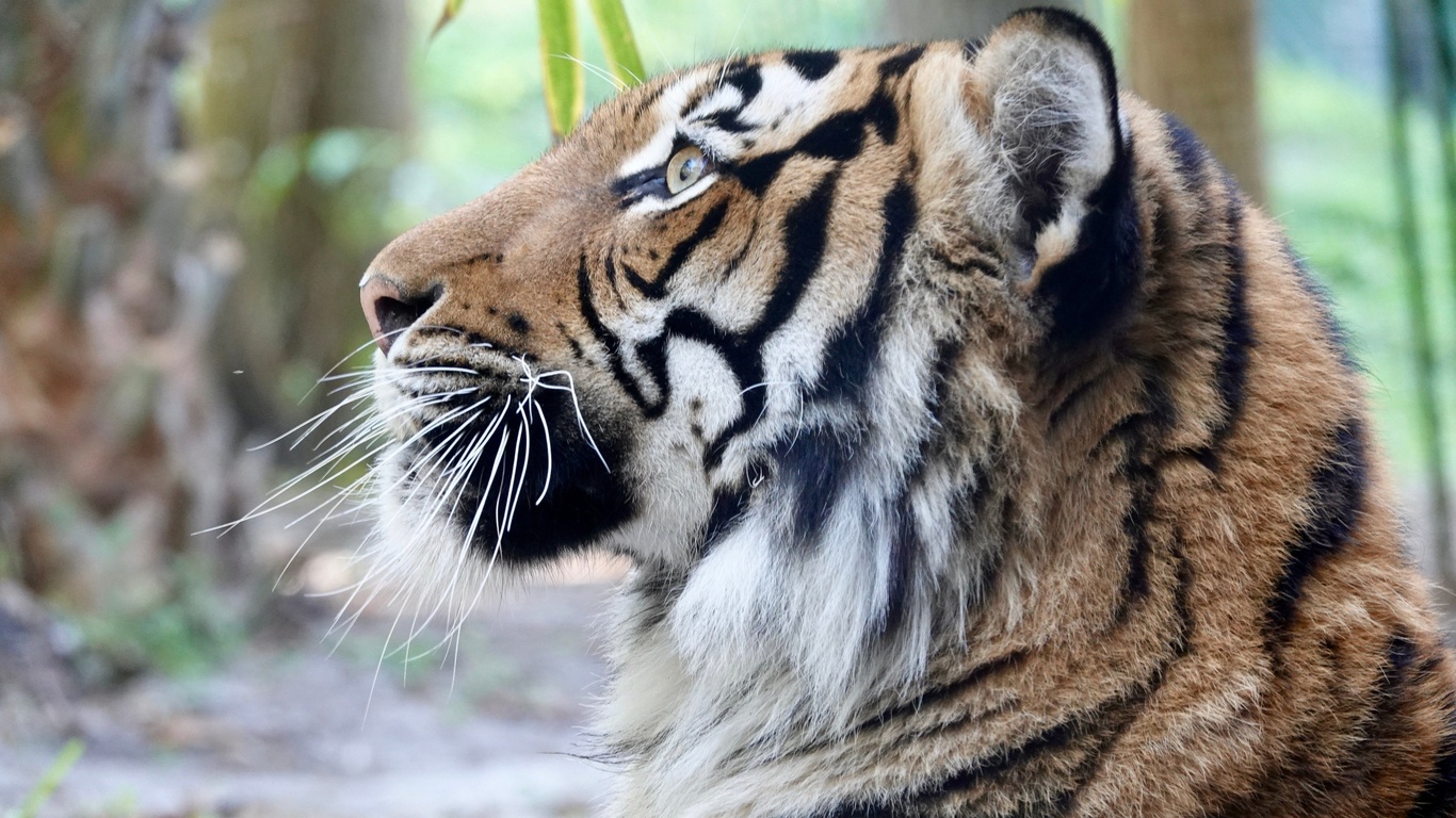 malayan tiger, naples zoo, italy