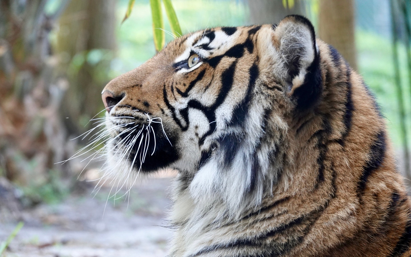 malayan tiger, naples zoo, italy