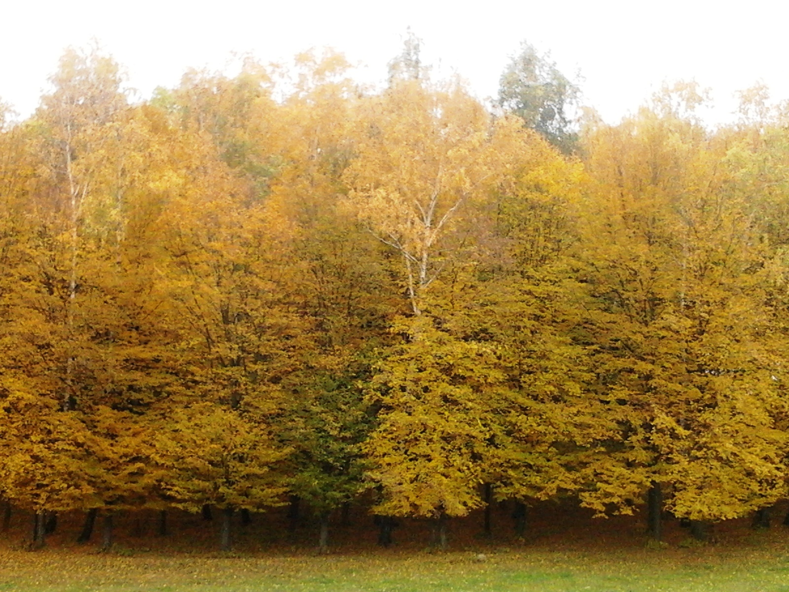 лес, листья, осень, деревья, жёлтый, листва, природа.