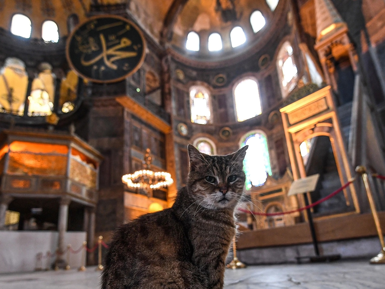 istanbul, turkey, hagia sophia grand mosque, green eyed cat
