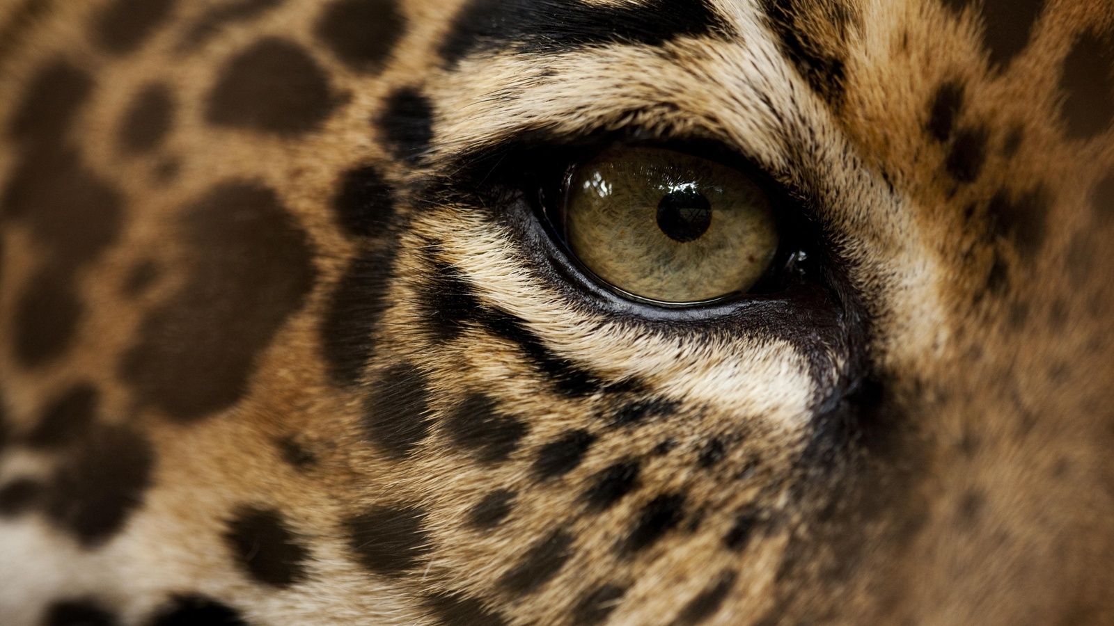 nature, eye, jaguar, animals