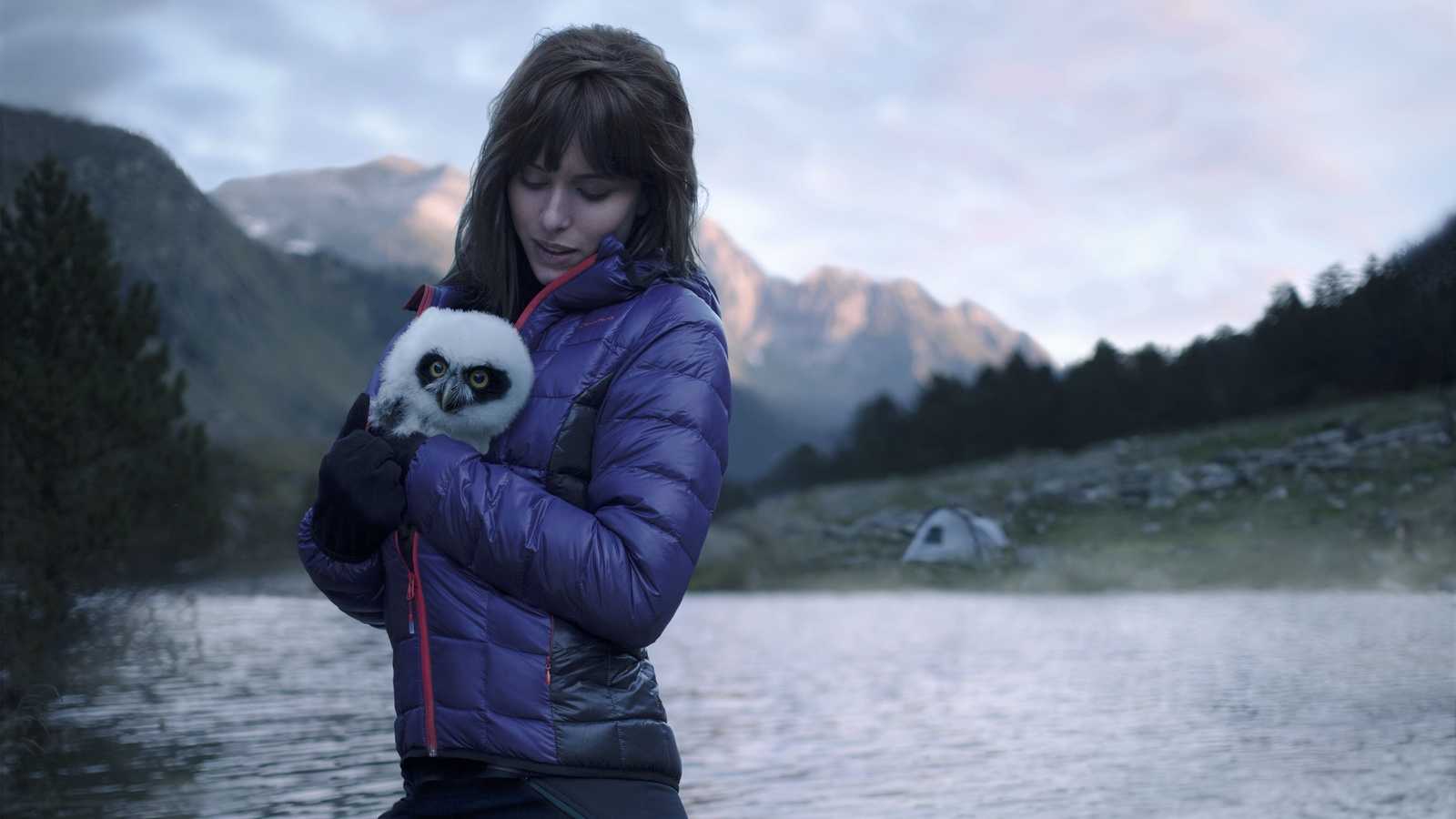 nature, french alps, little owl, animals