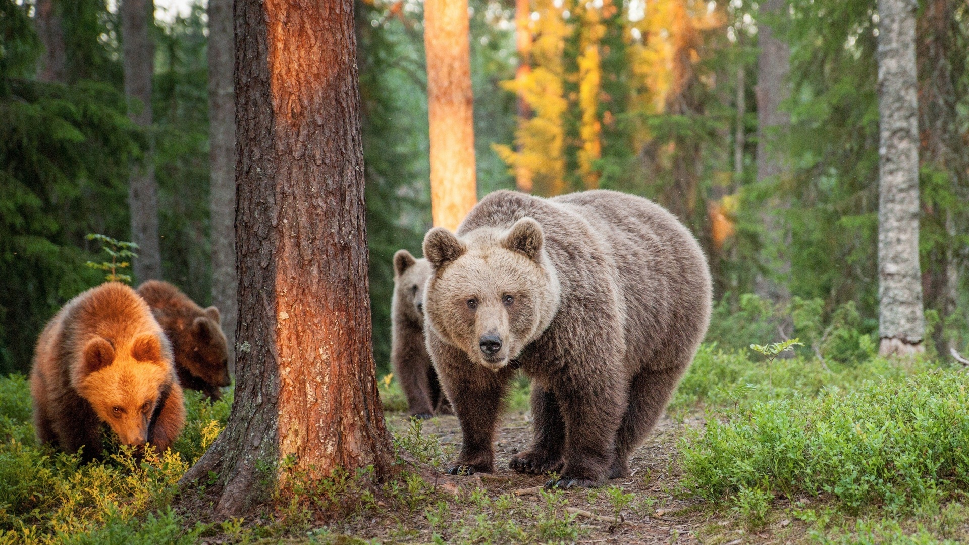 summer, european brown bears, nature, finland, travel, forest