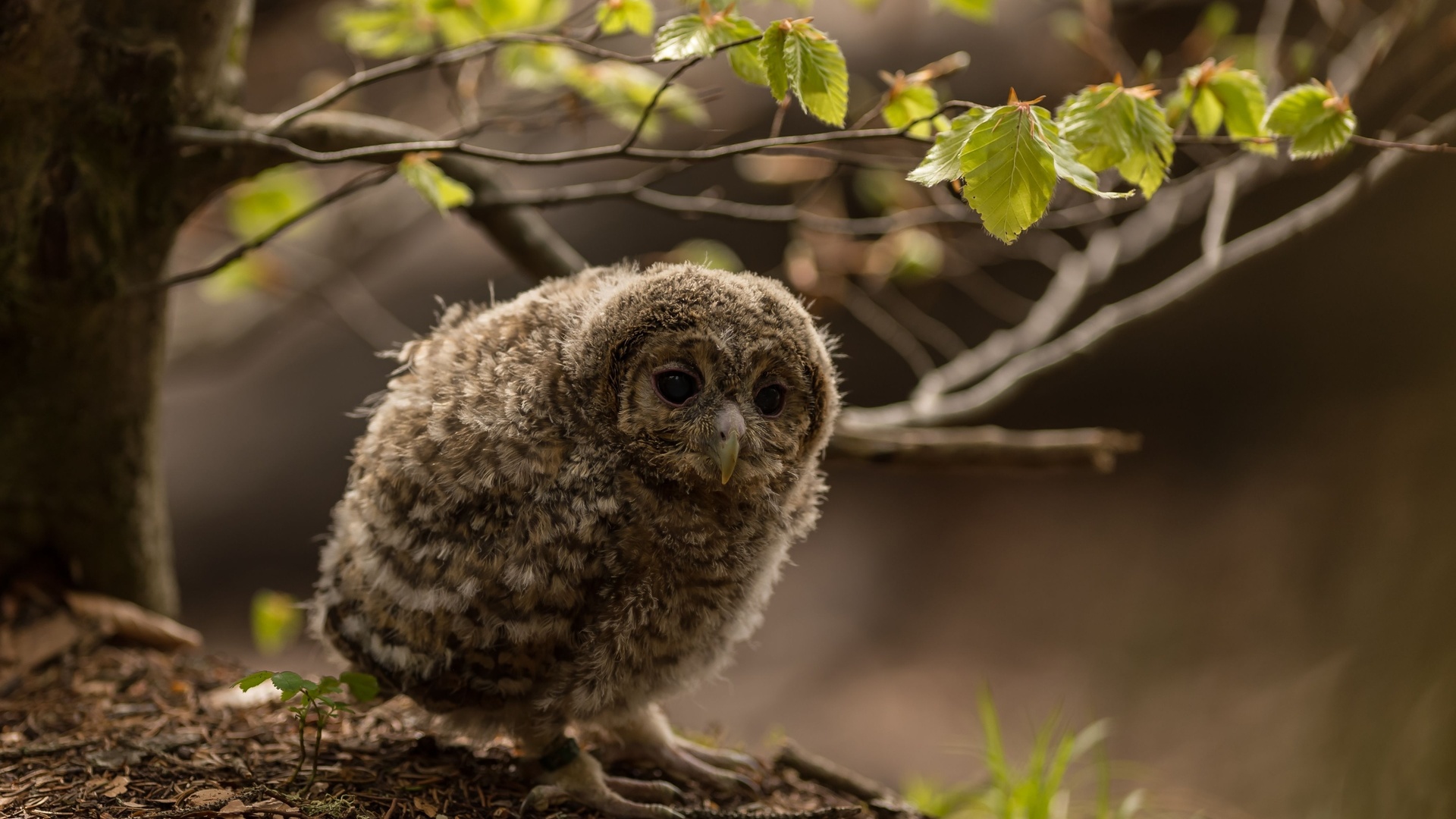 nature, french alps, little owl, animals