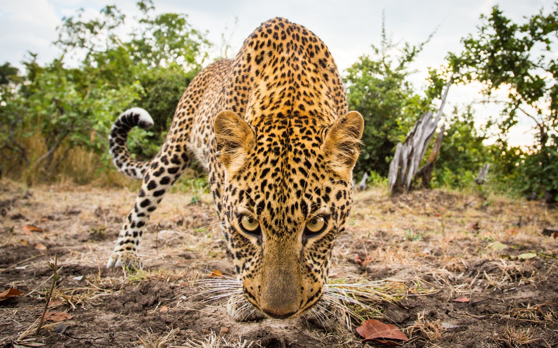wildlife, leopard, west africa