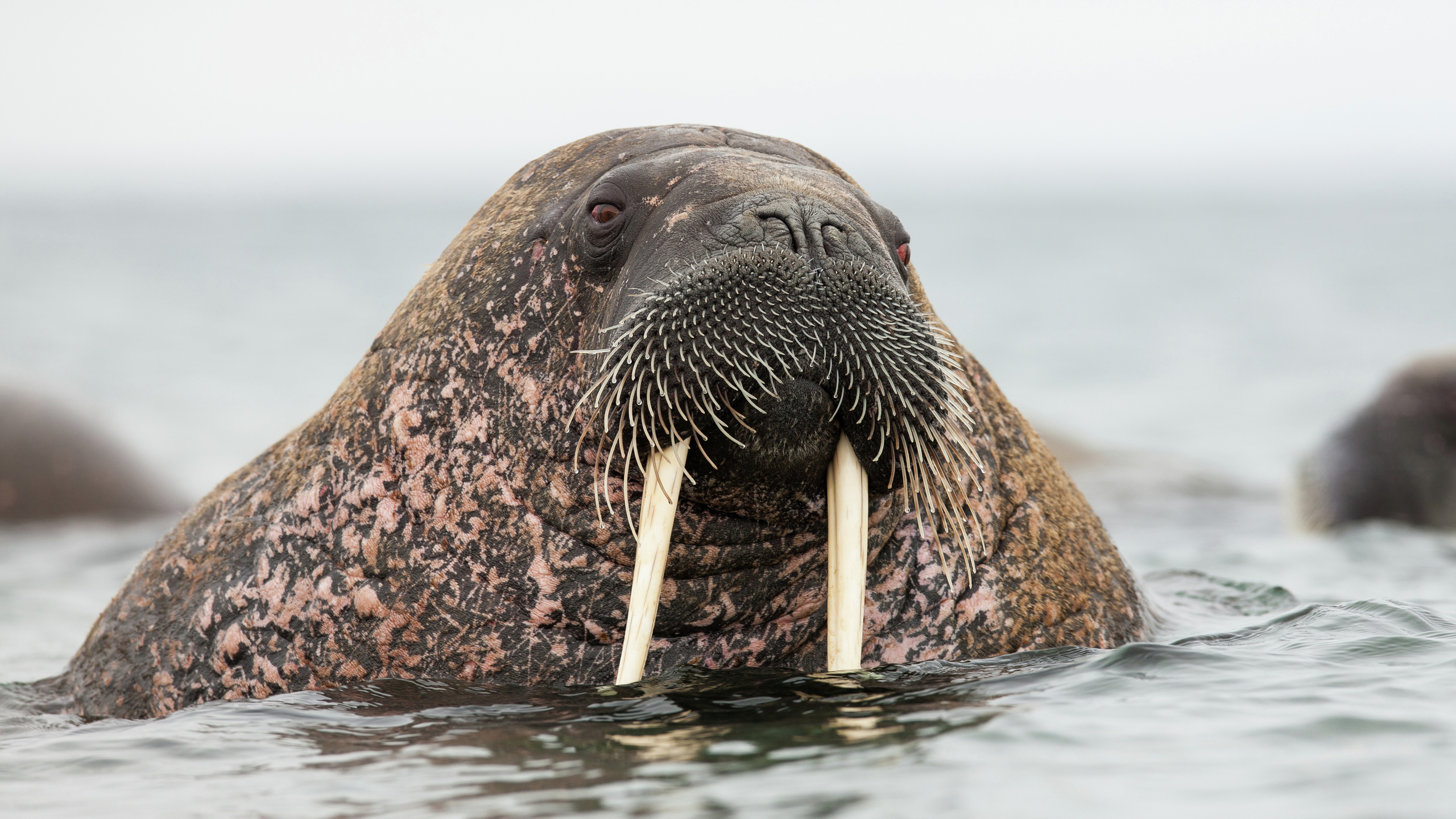 walrus, svalbard, wildlife, norway