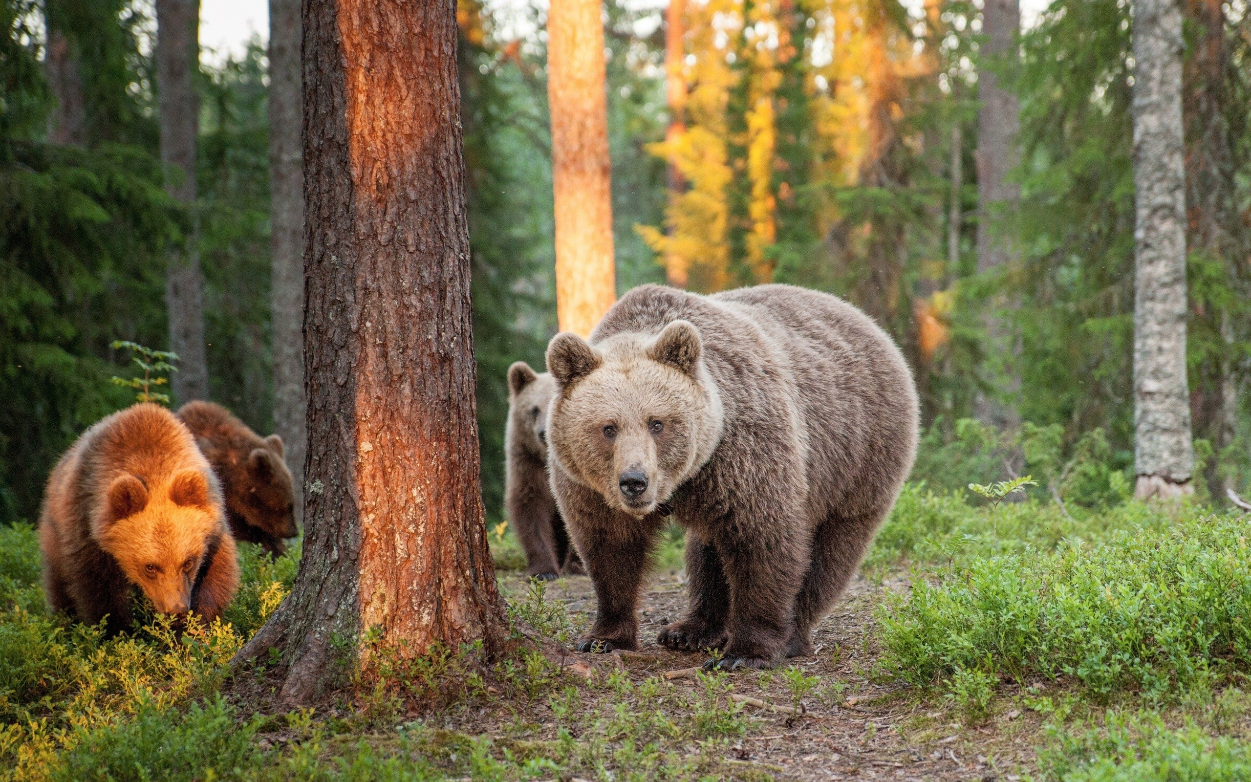 summer, european brown bears, nature, finland, travel, forest