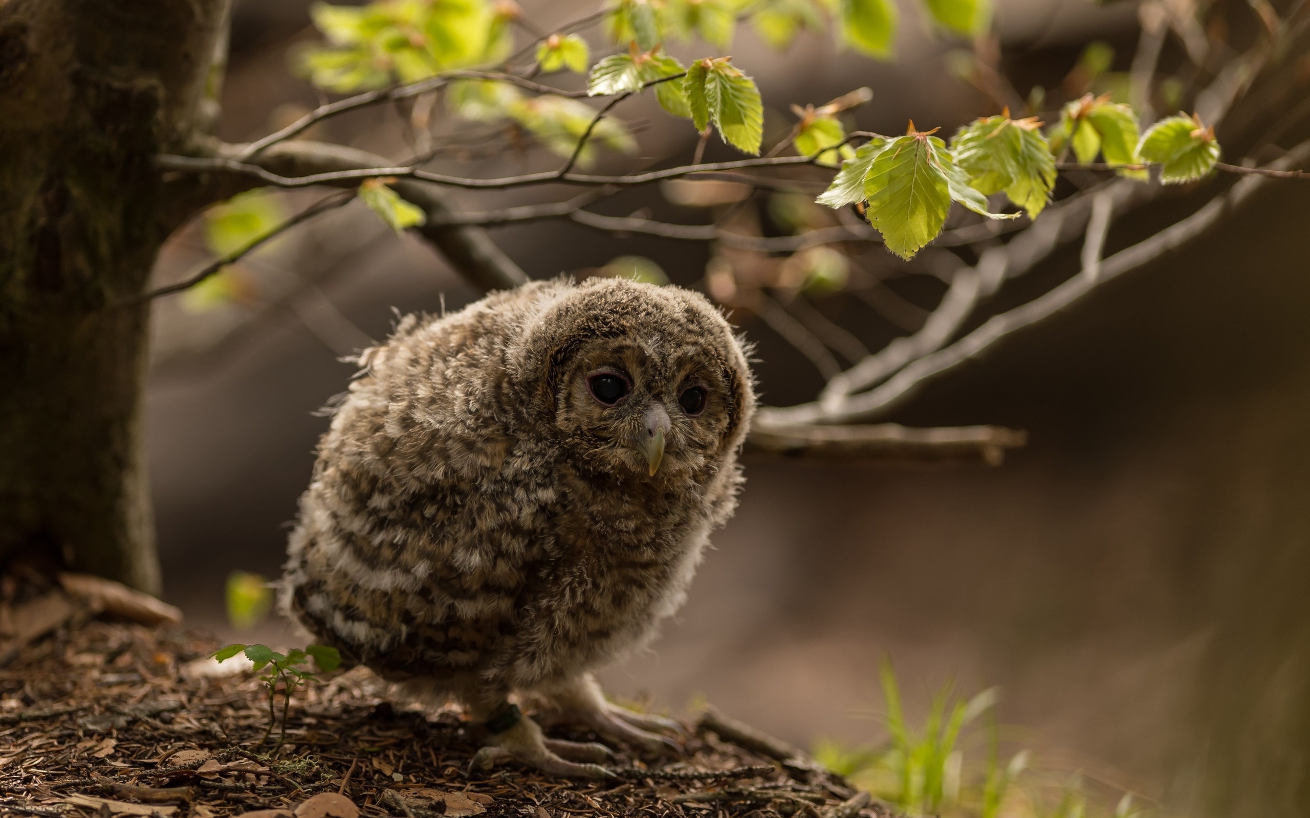 nature, french alps, little owl, animals